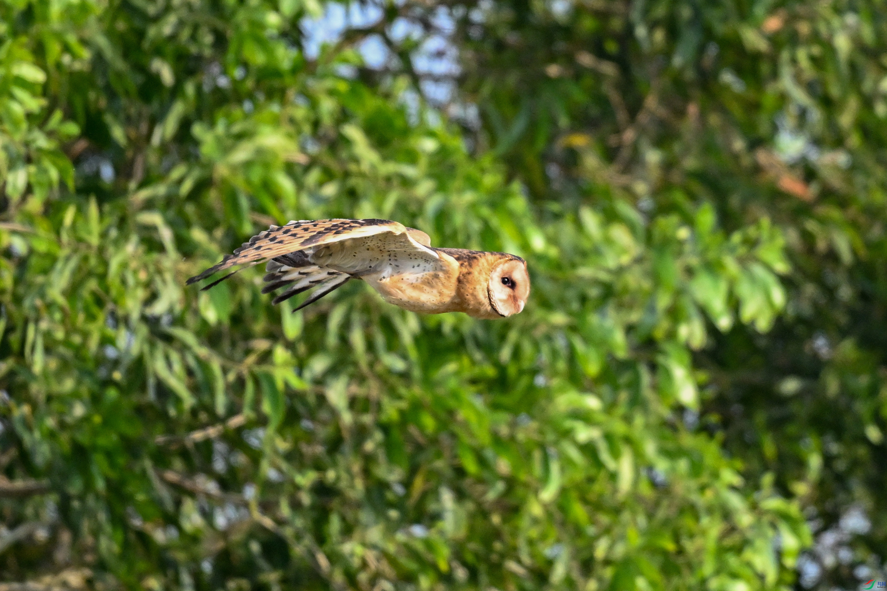 DSC_6608.JPG