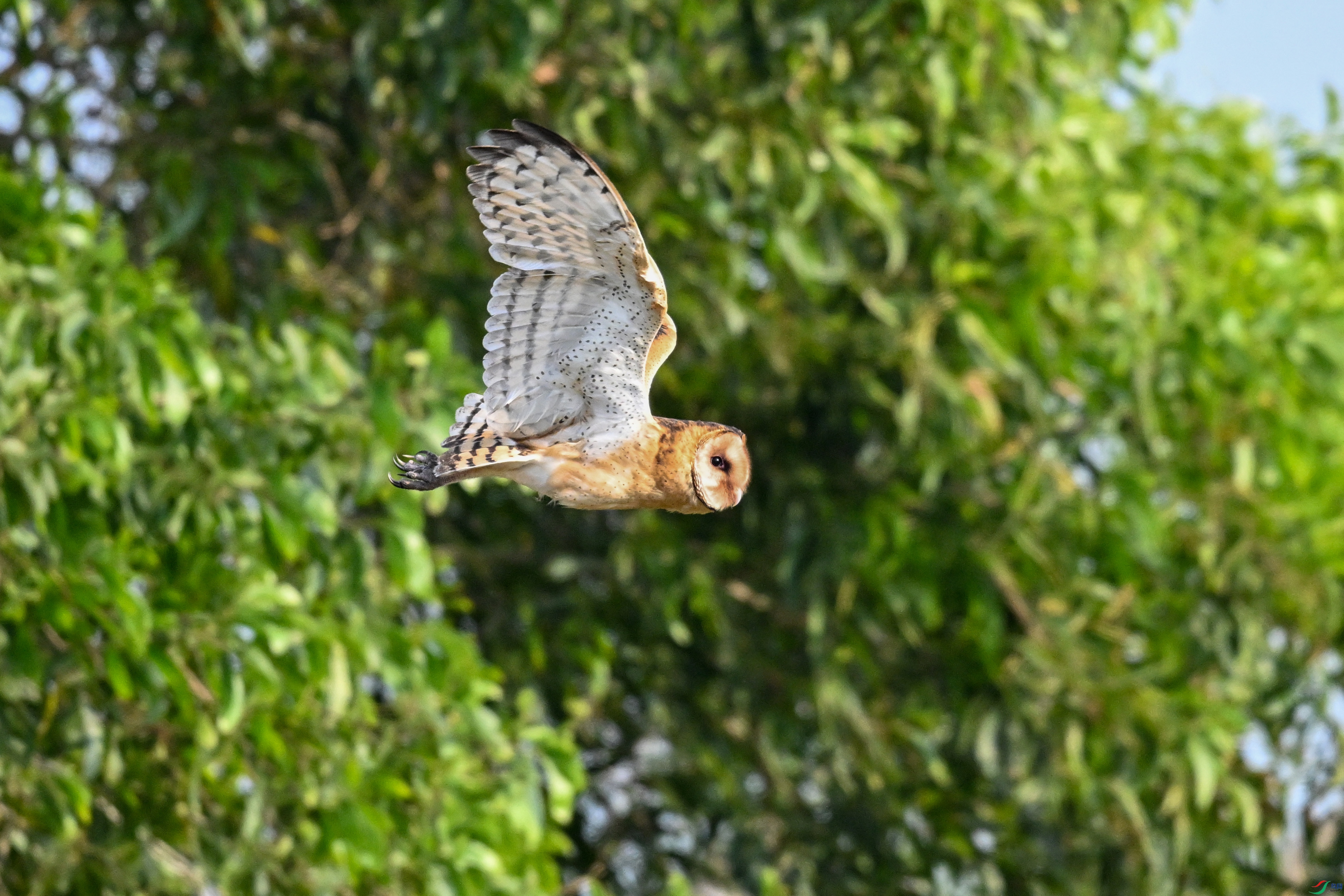 DSC_6609.JPG