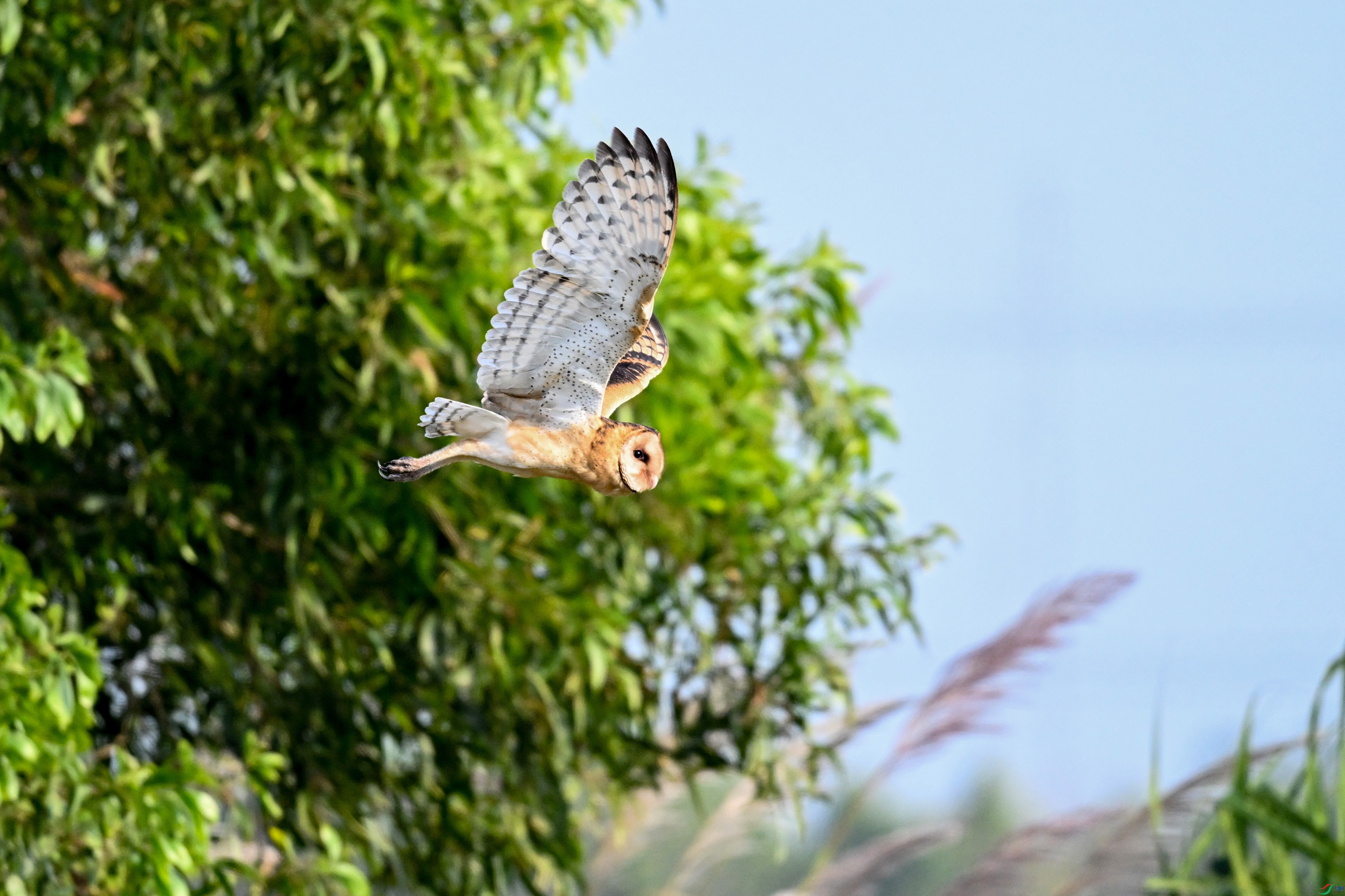 DSC_6610.JPG
