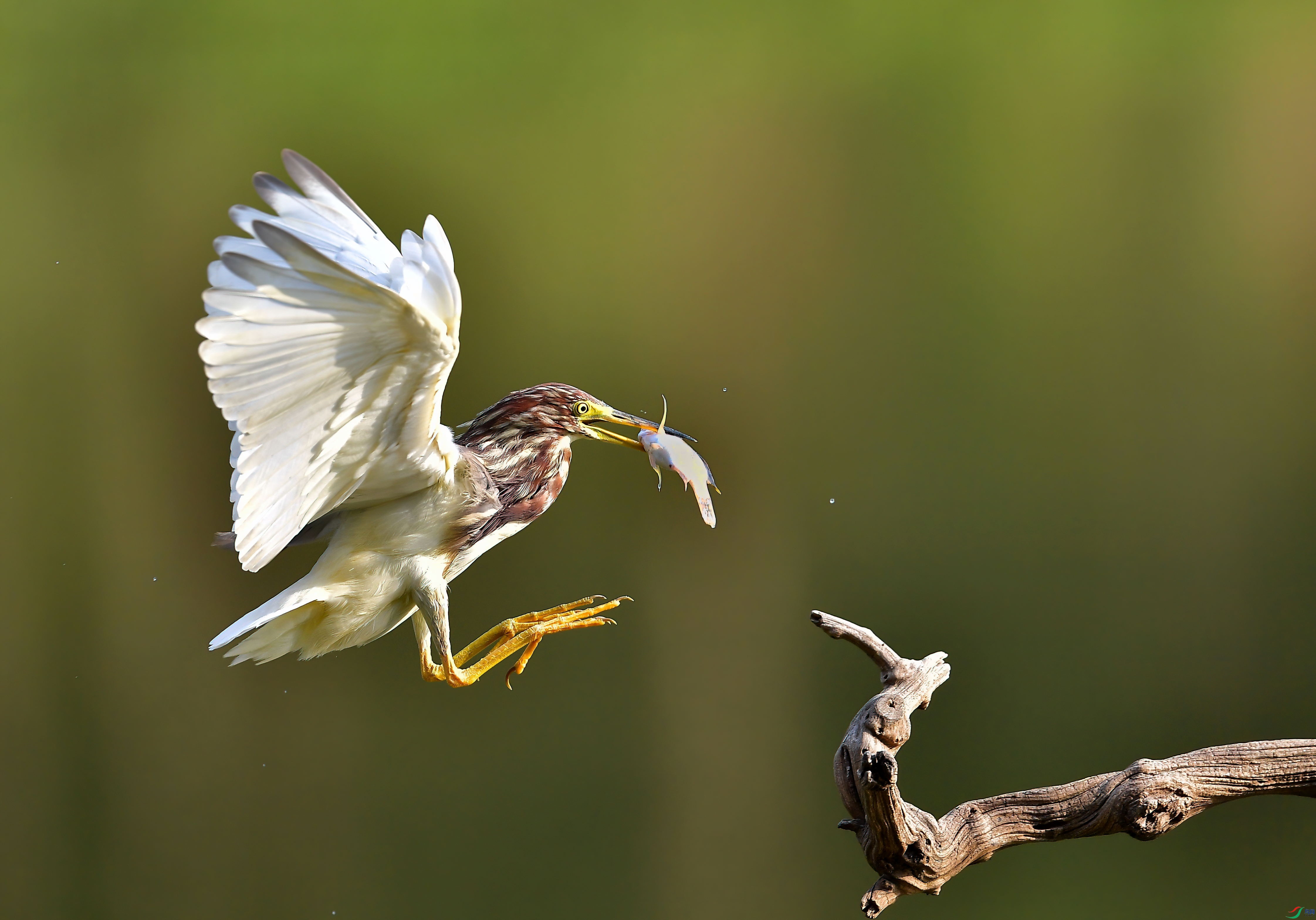 DSC_7078_��ͼ��-DeNoiseAI-low-light (1).jpg