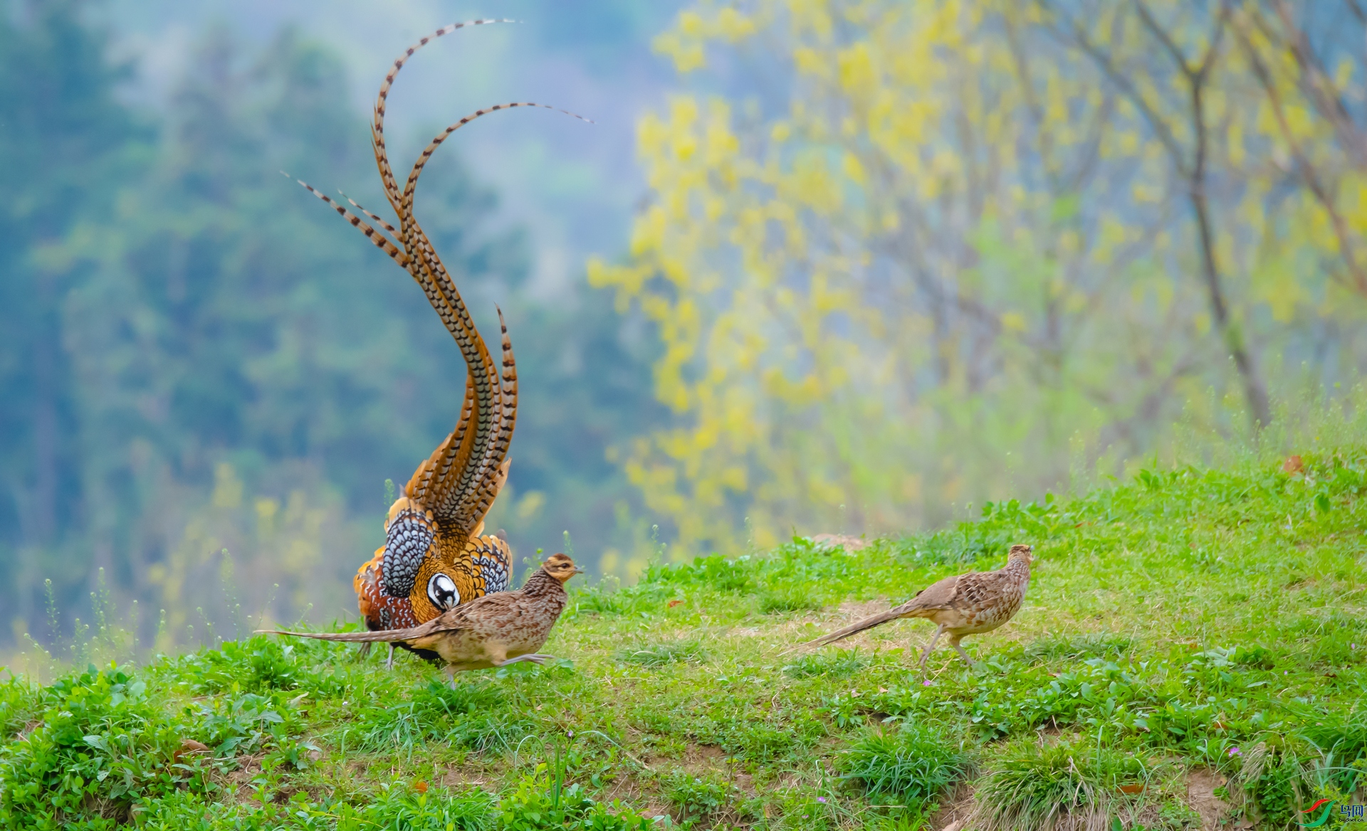 �׹ڳ�β�� - ����.jpg