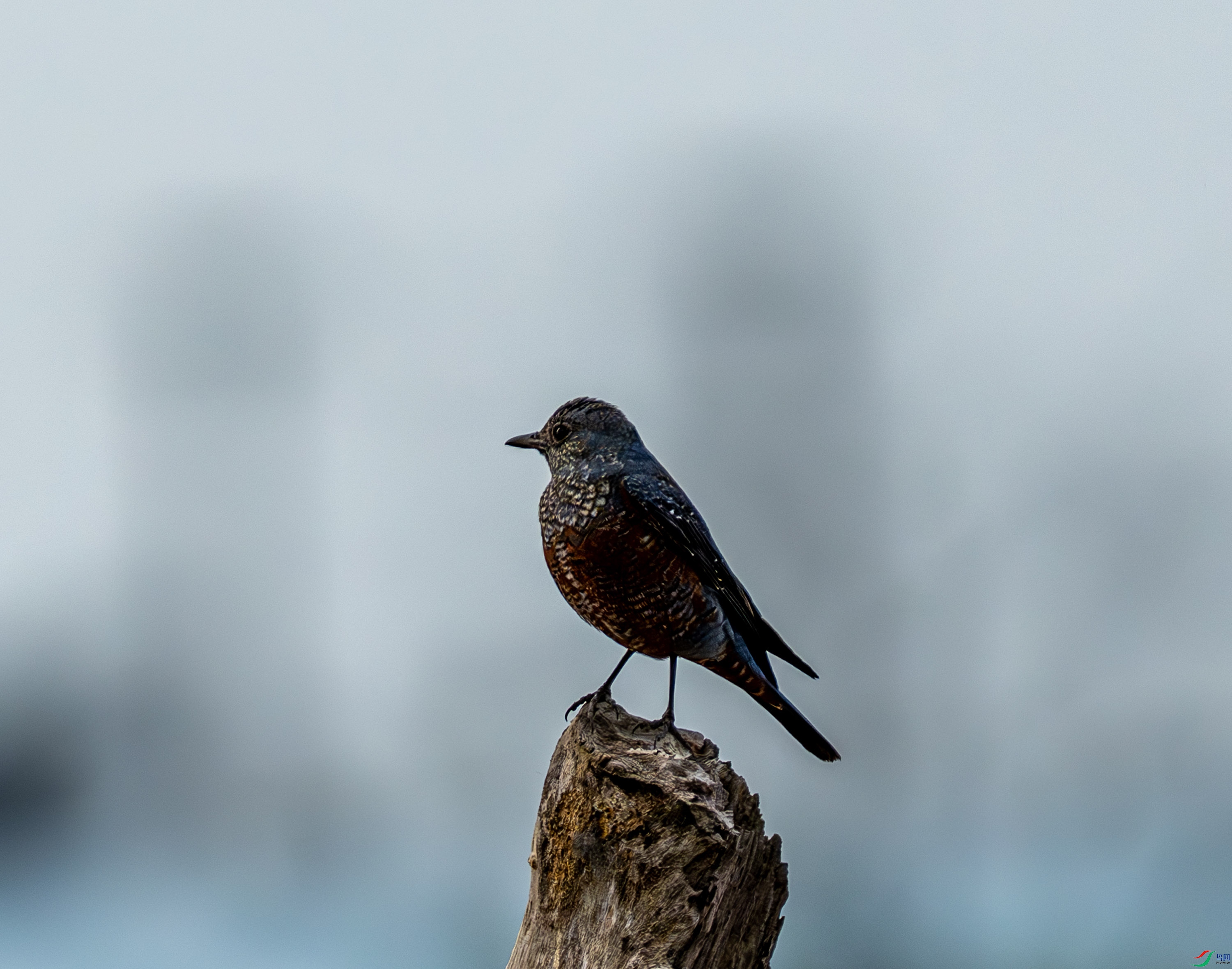 �����-01-11.jpg