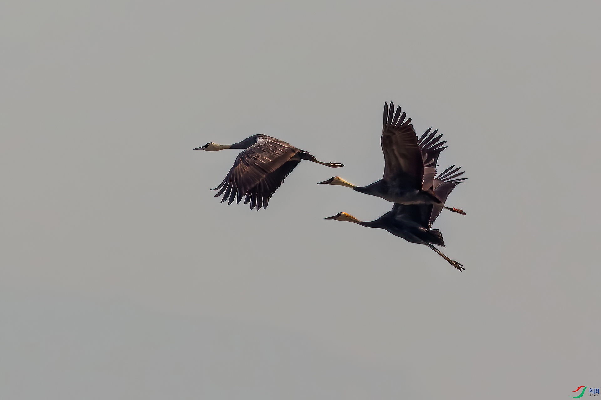 _MG_4238-CR2_(1920).jpg