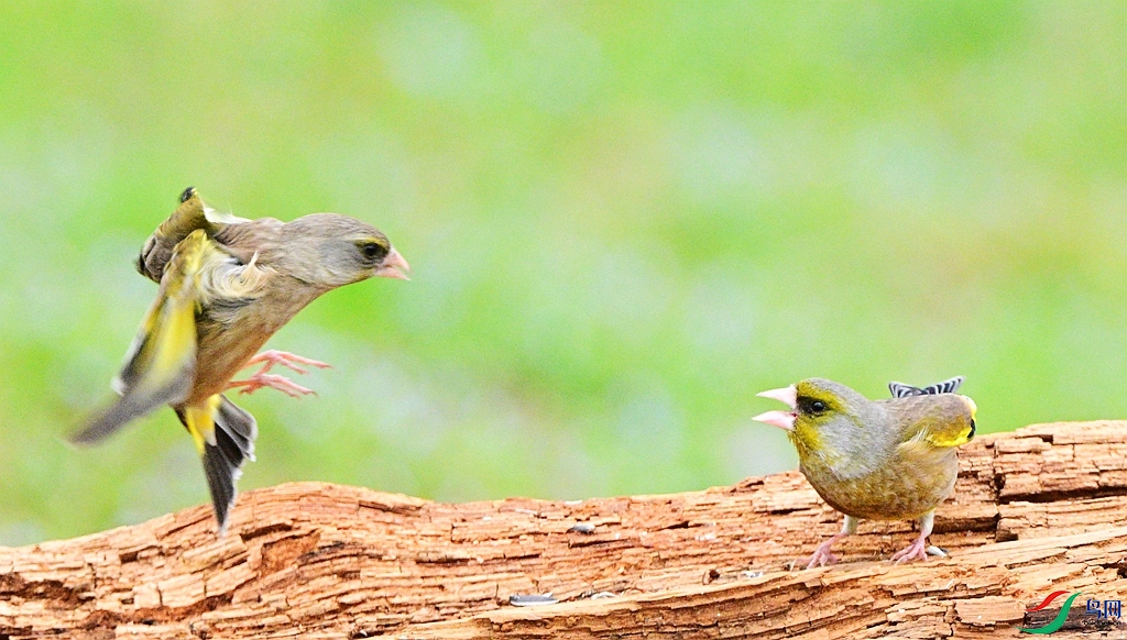 DSC_7388.JPG