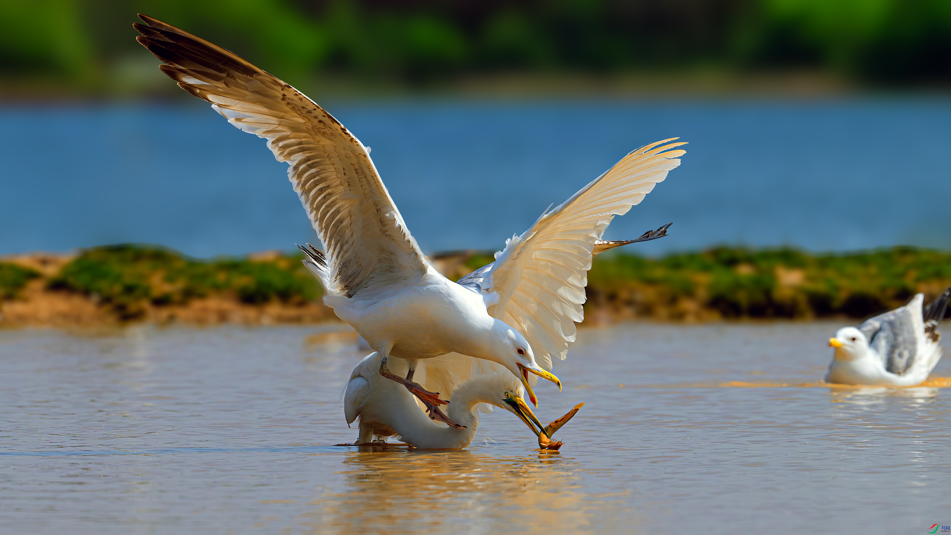 DSC_9660-����ǿ-NR==.jpg