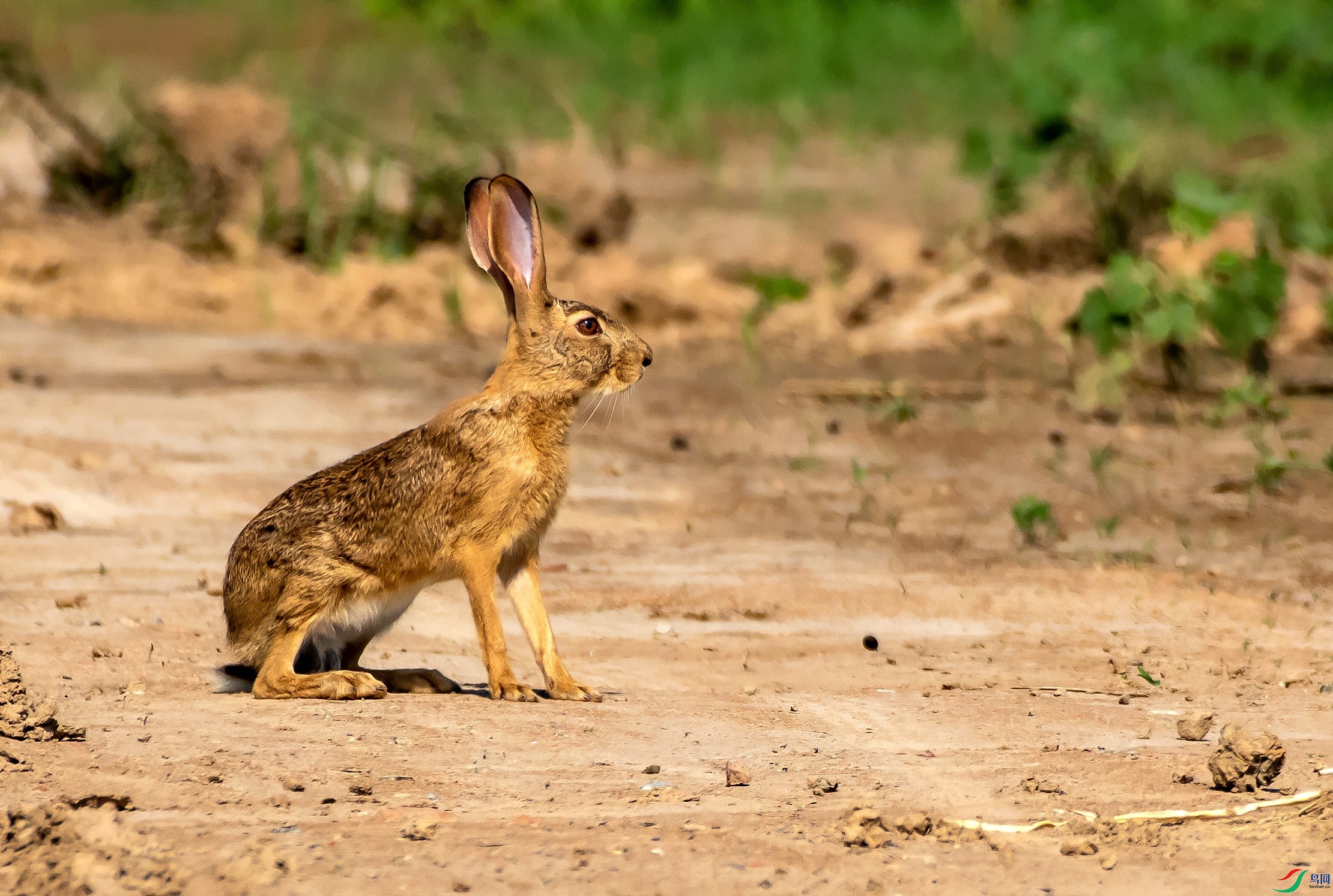 DSC_5708---_conew1.jpg