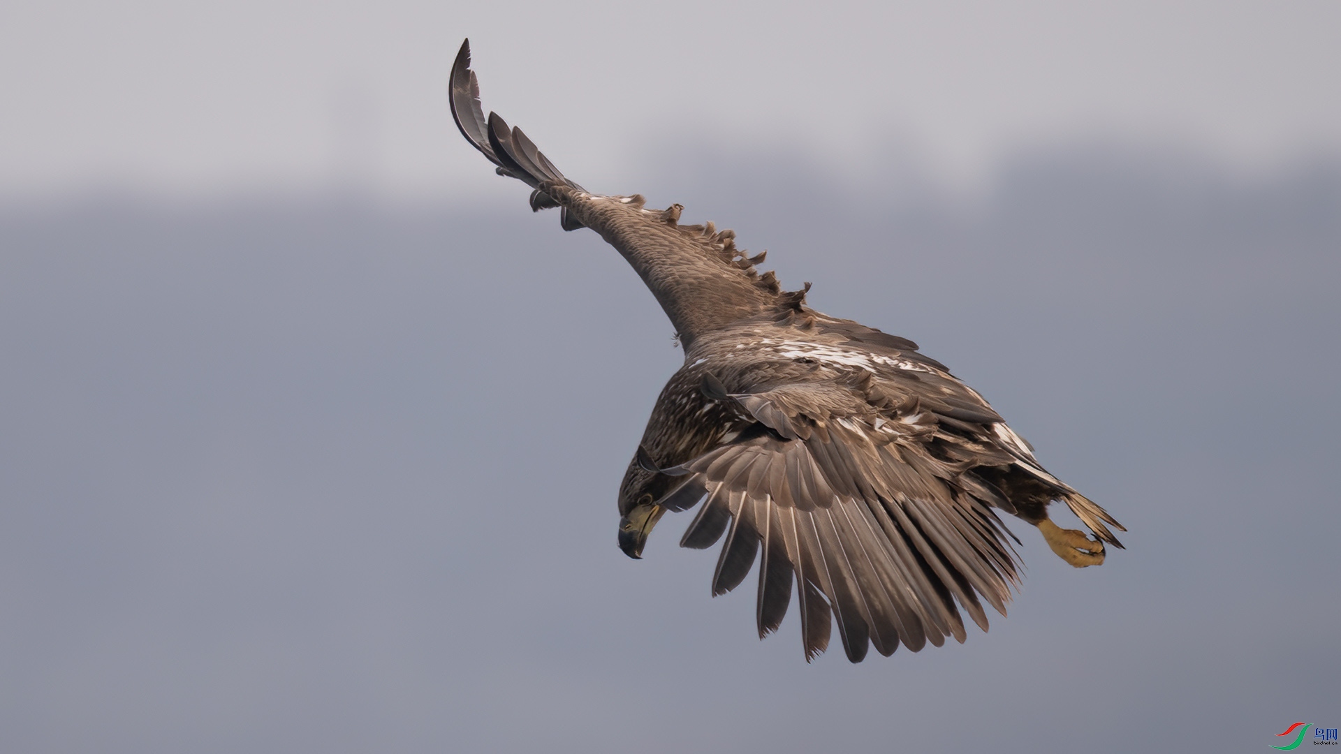 DSC08715 ����.jpg