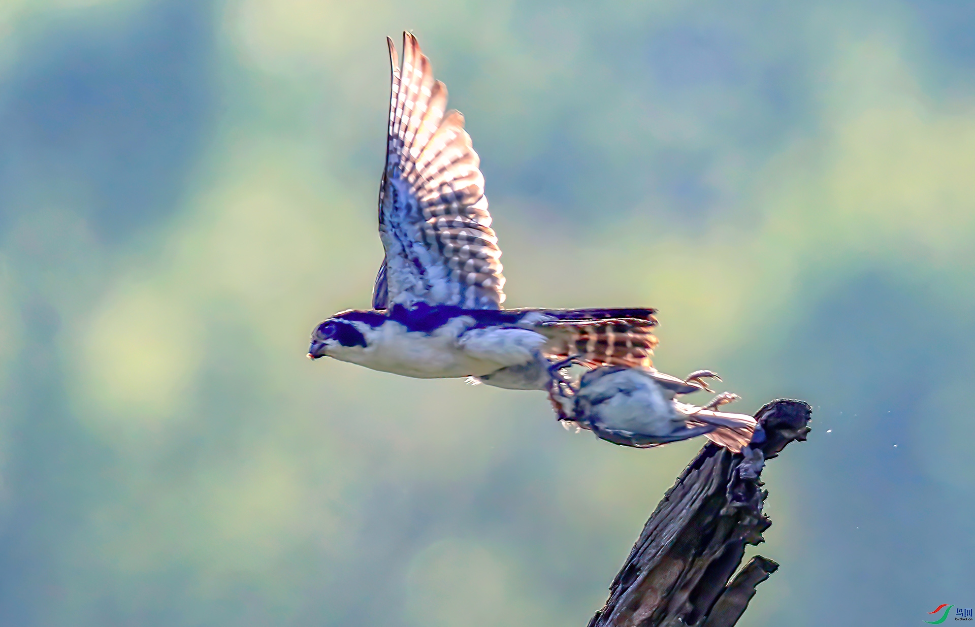 5L3A3862 -----33  .jpg