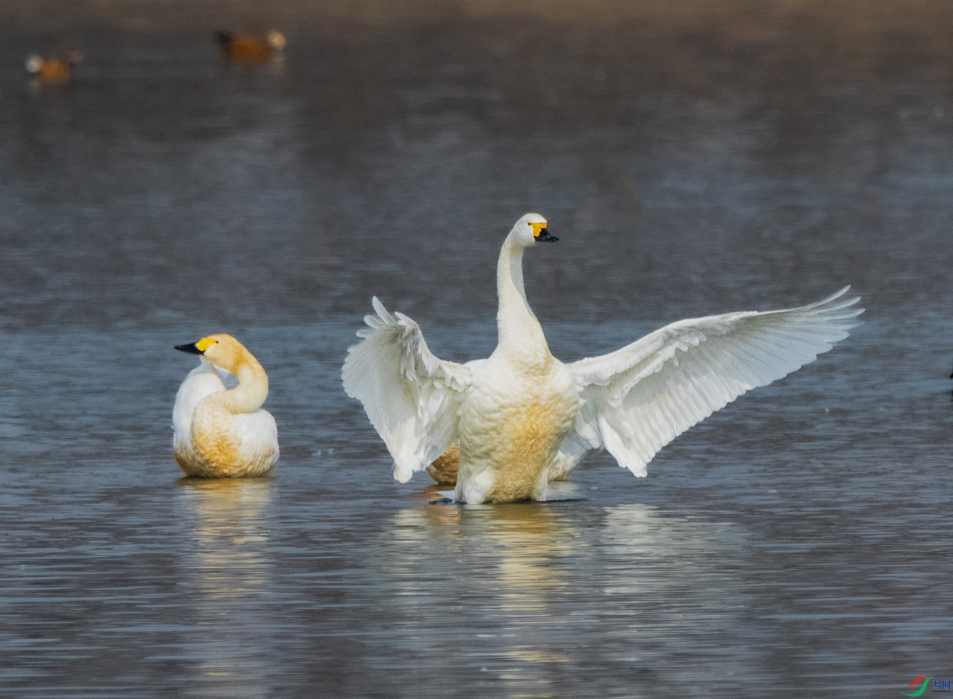 DSC_0427 ����.jpg