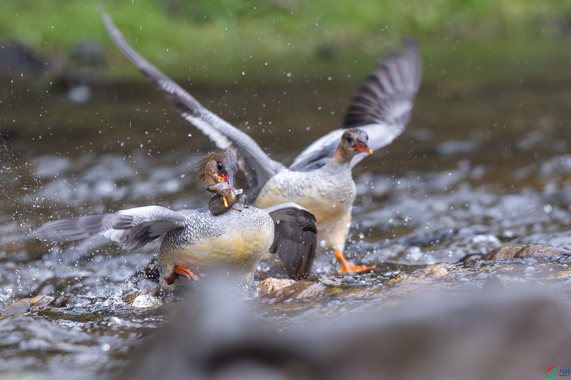 _F9A9959 ����.jpg