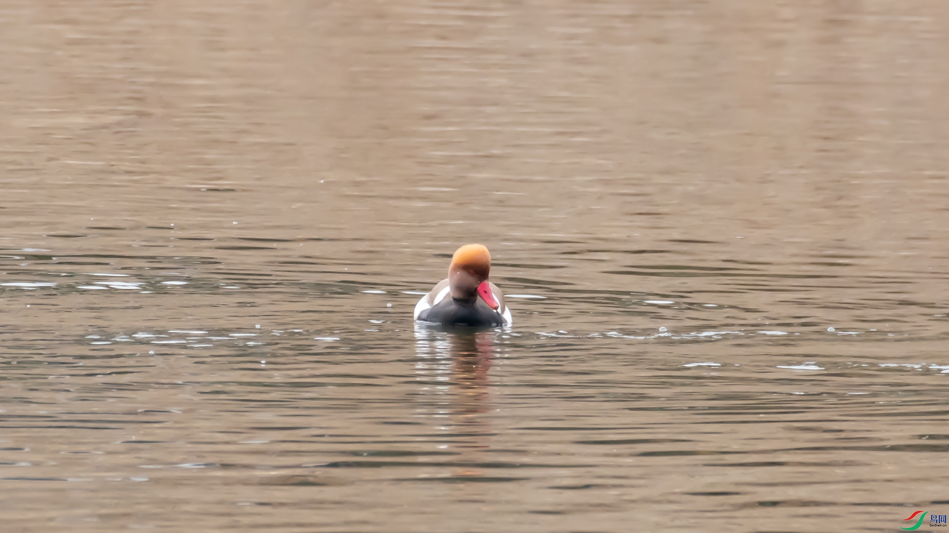 _DSC6584.jpg