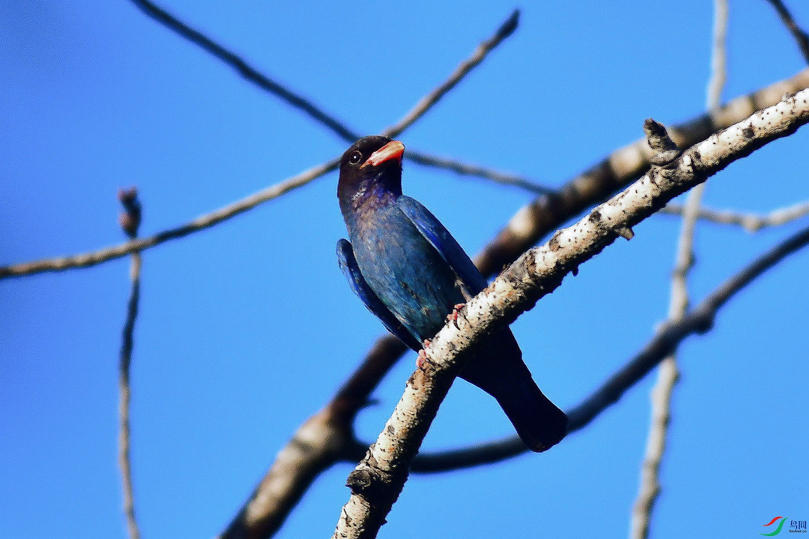 DSC_7359_��ͼ��_1_1.jpg