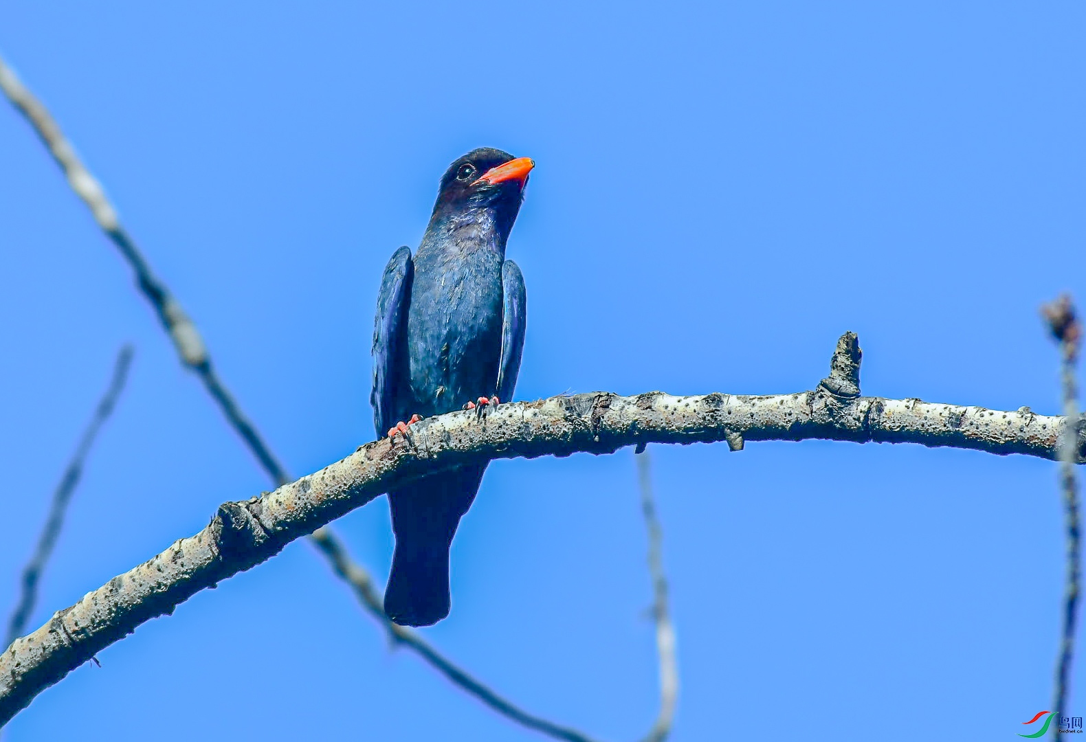 DSC_7530_��ͼ��_2.jpg