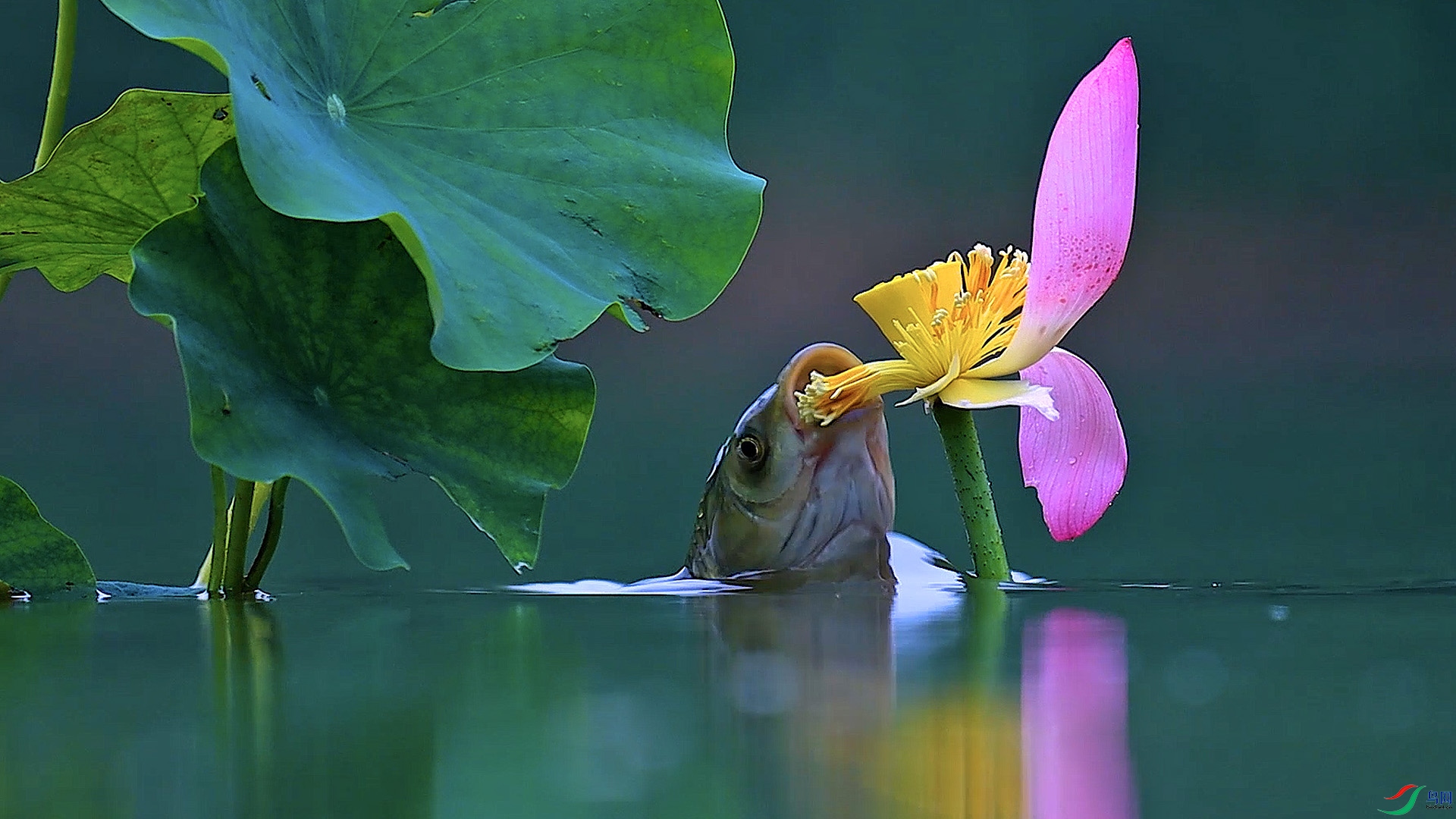 DSC_1599 ����.jpg