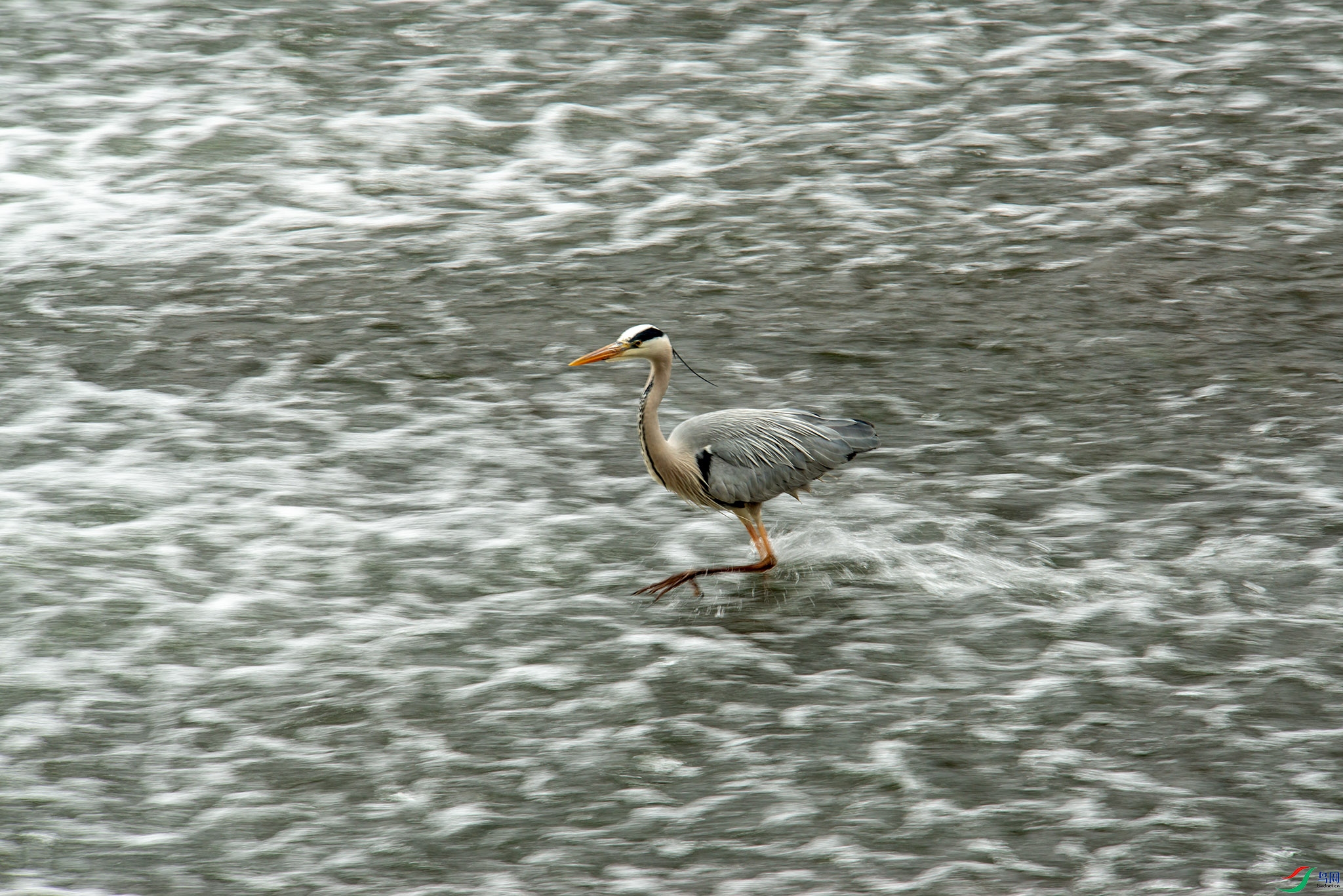 D80_9377 0.jpg