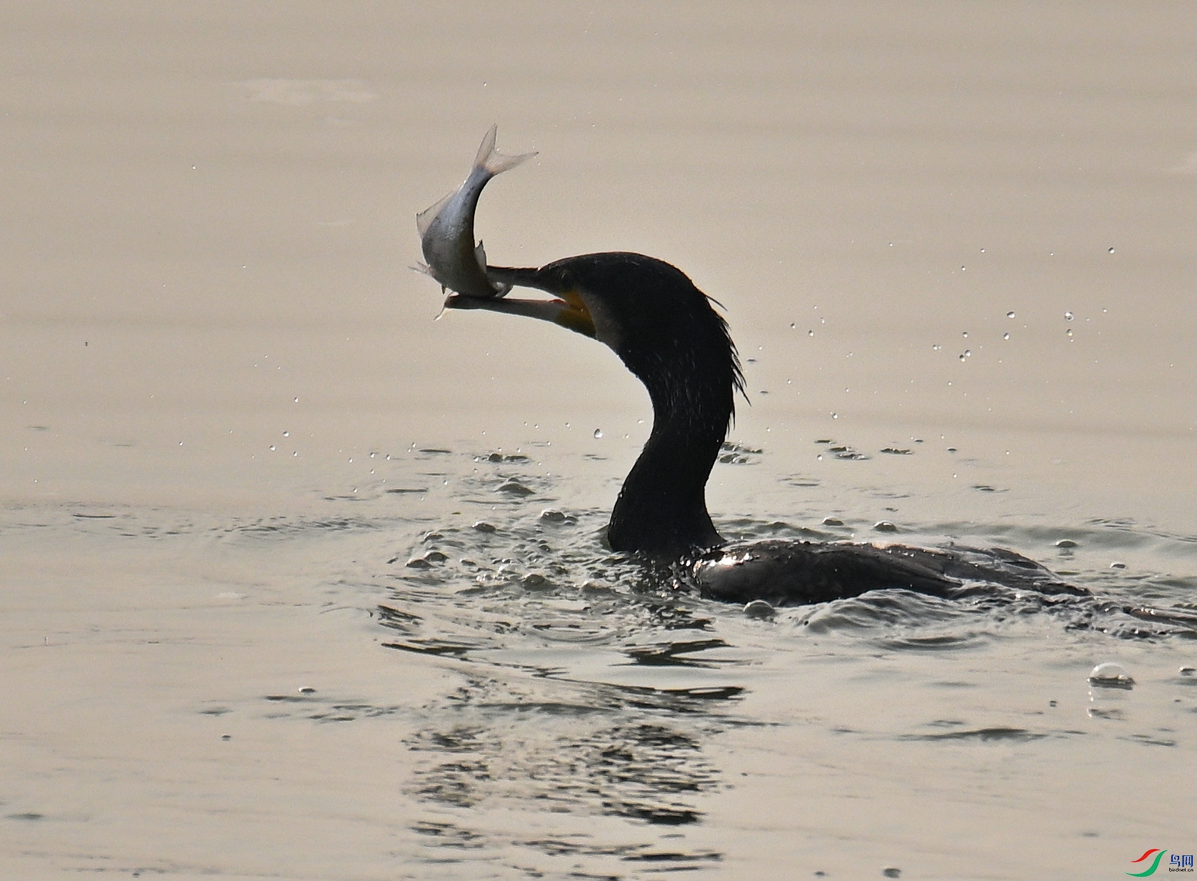 DSC_8937.JPG