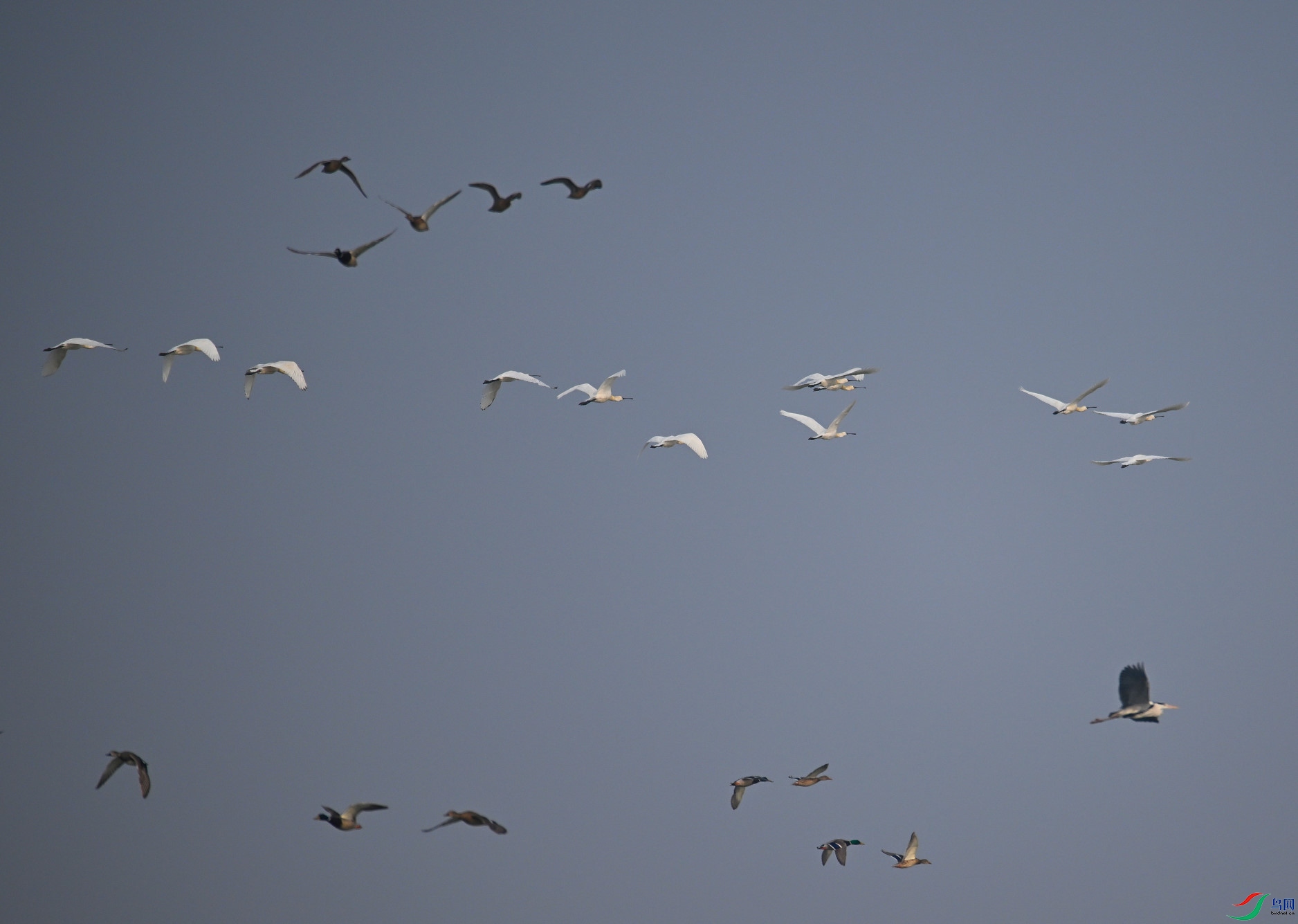 DSC_9019.JPG