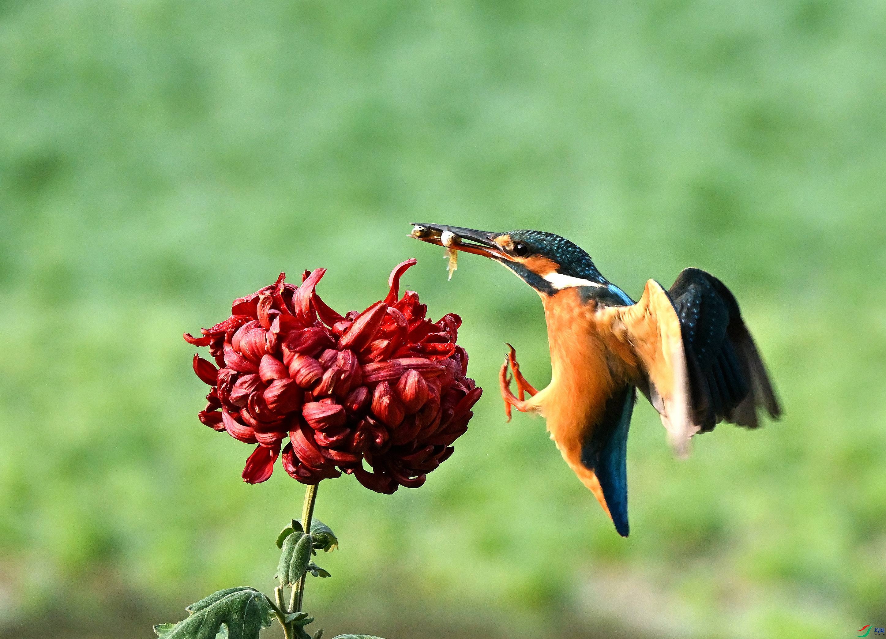 DSC_7719.JPG