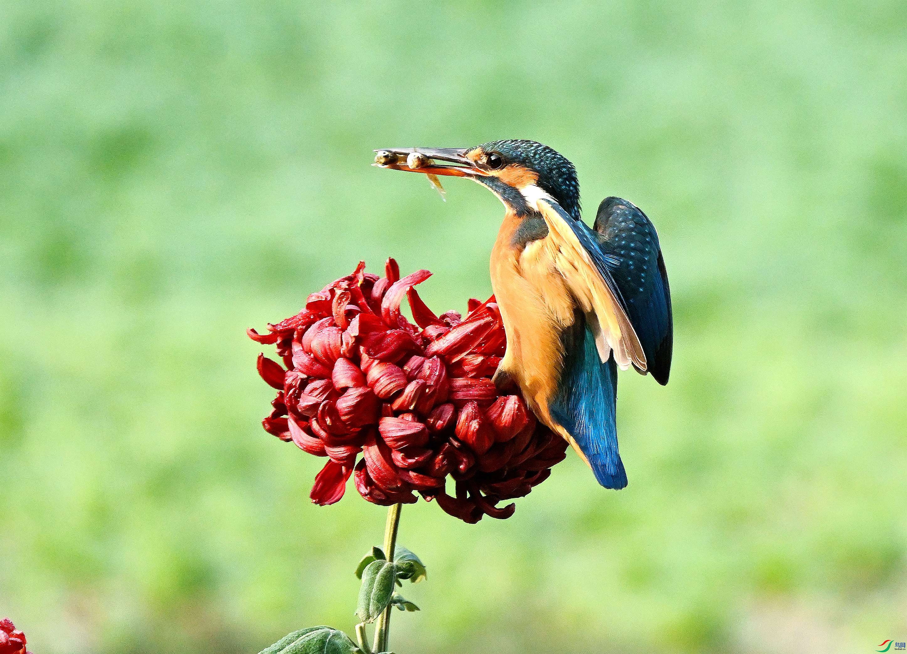 DSC_7721.JPG
