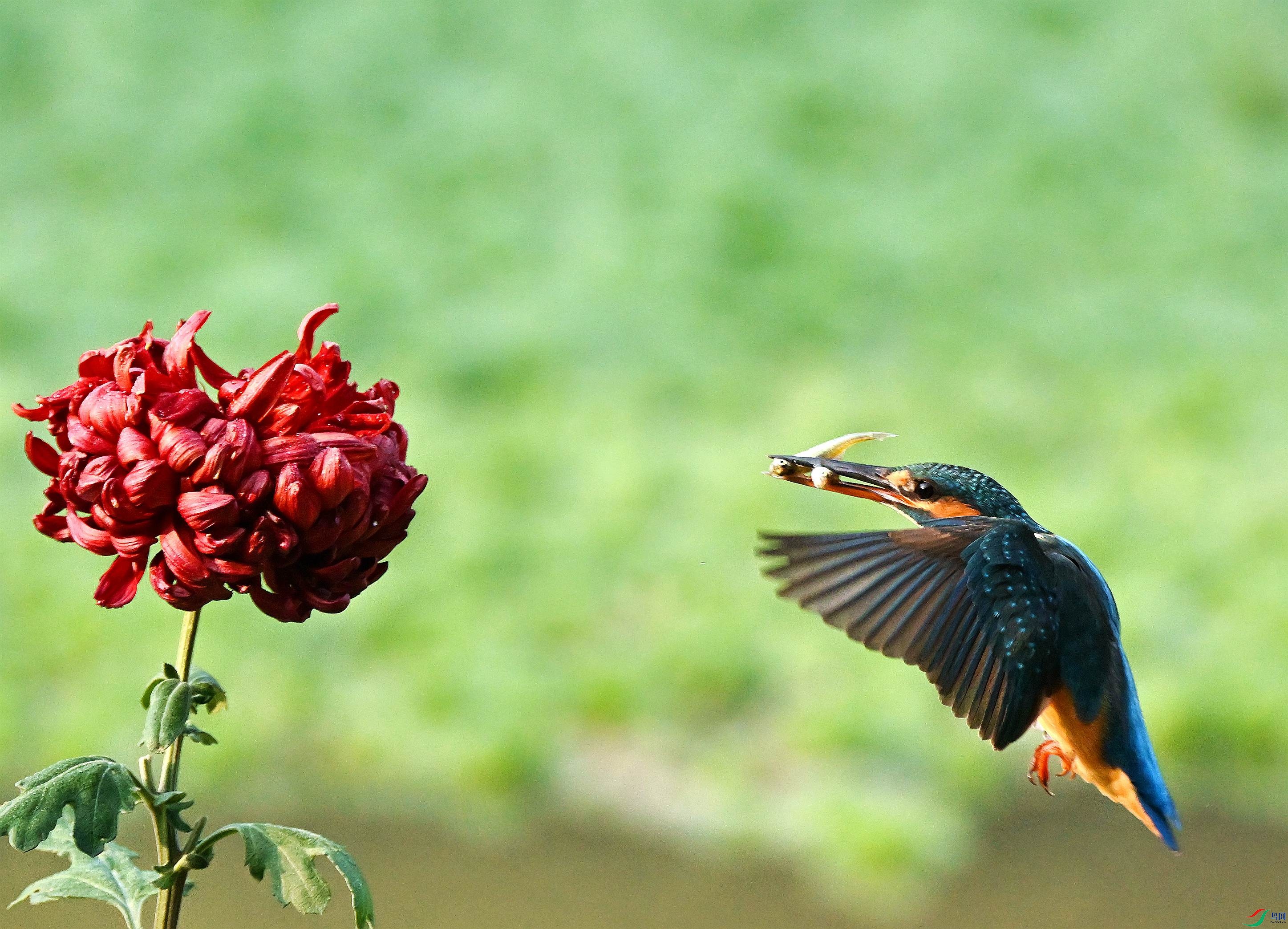 DSC_7717.JPG