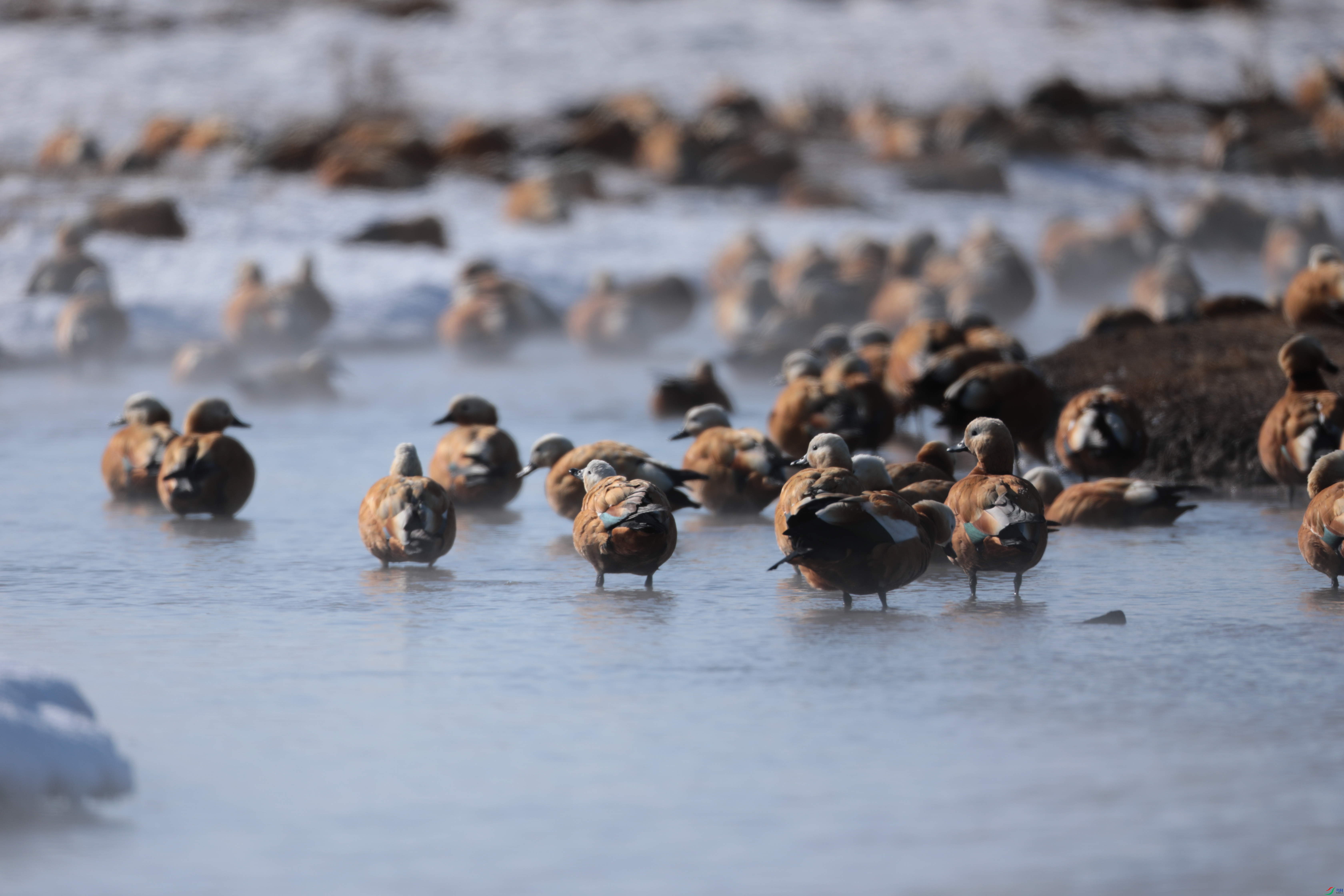 ����Ѽ429/01