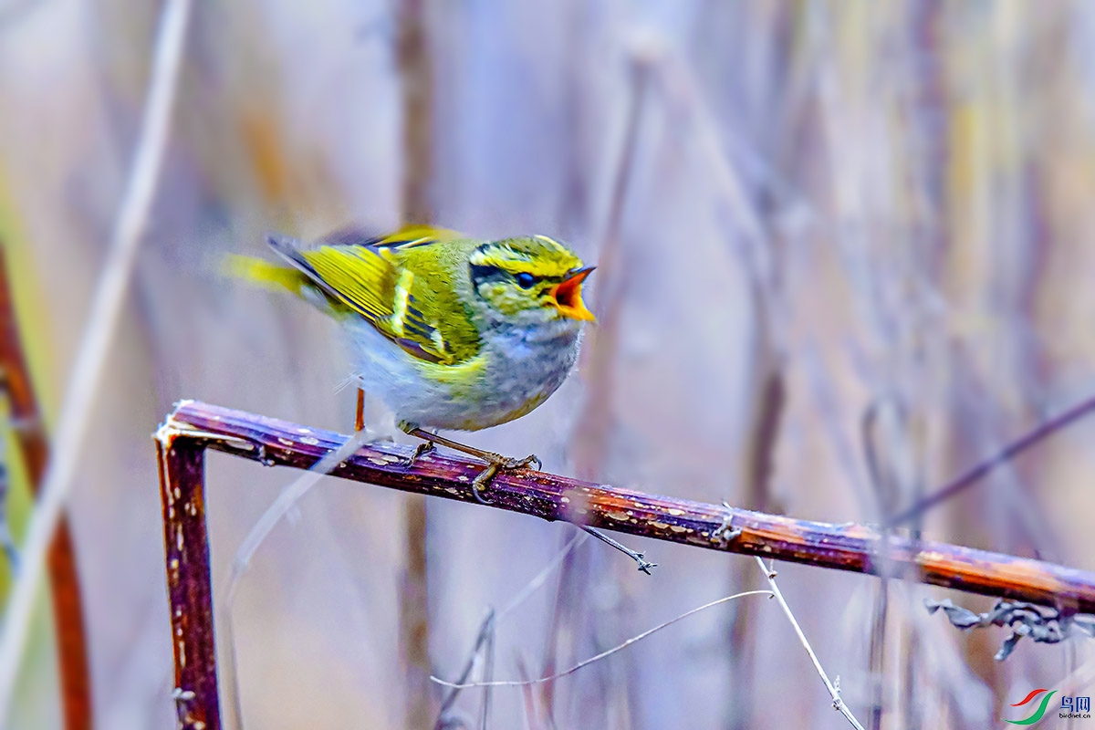 DSC_6097.jpg
