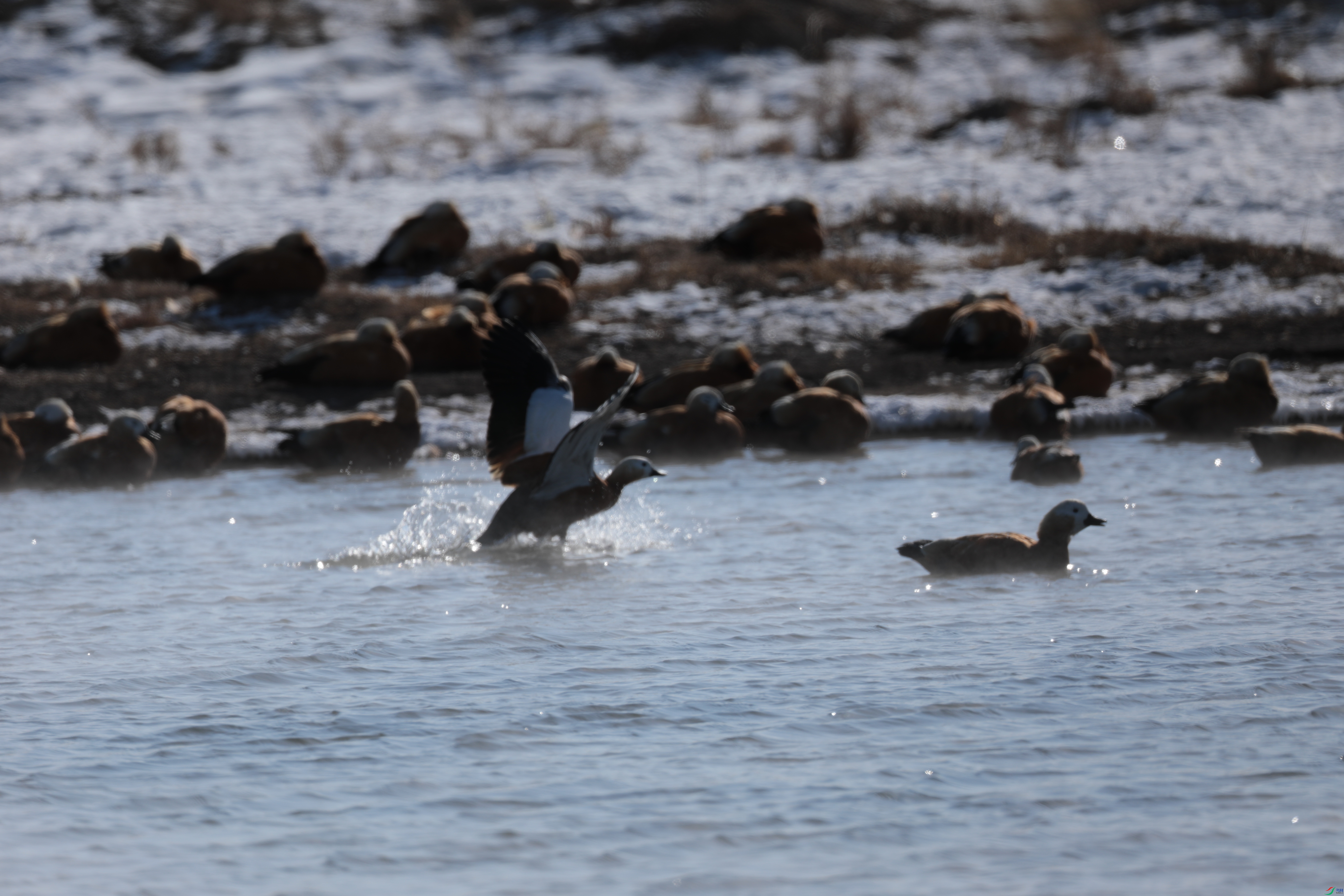 ����Ѽ18