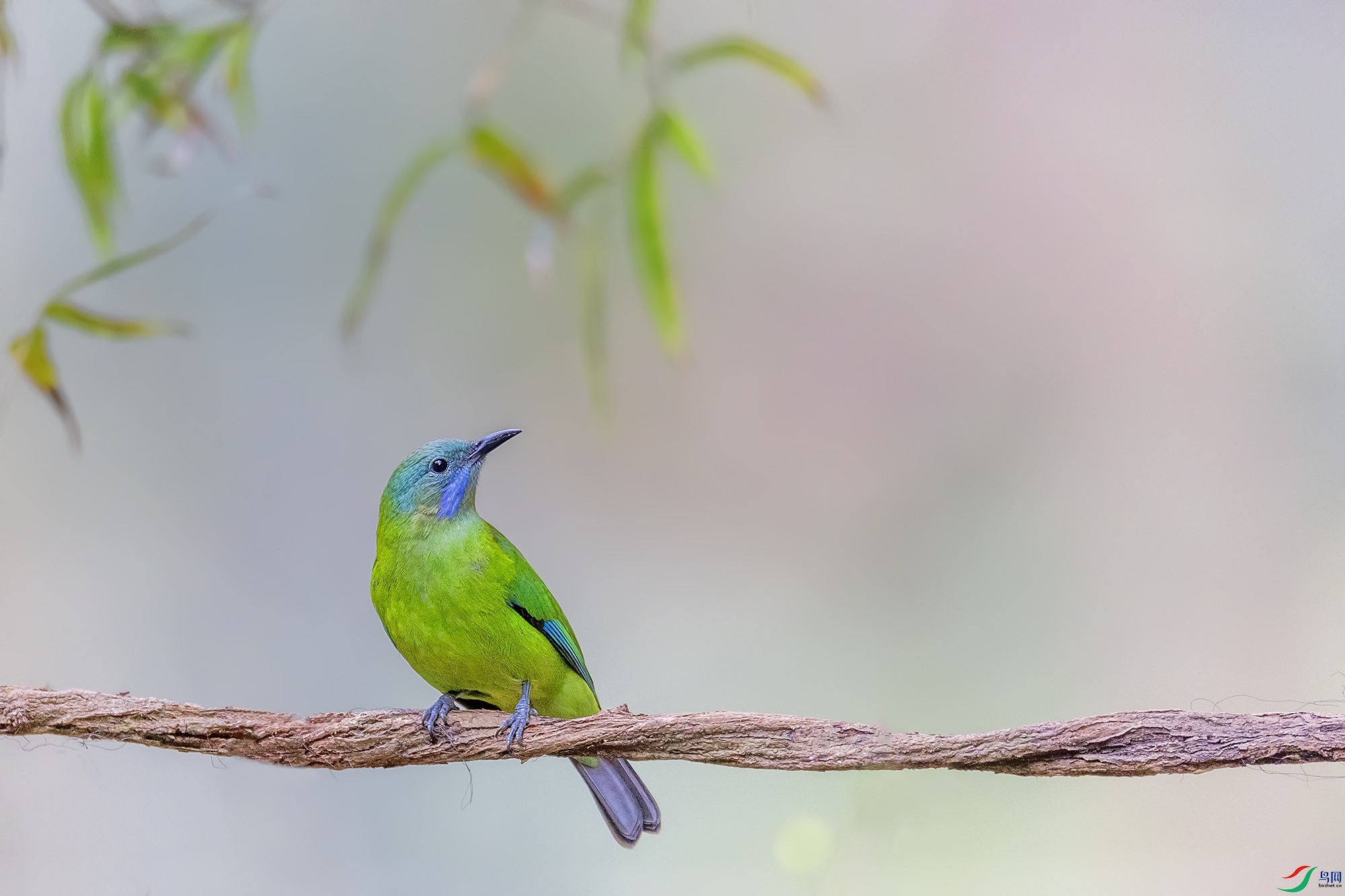 0F7A4507 ����  �ȸ�Ҷ��.jpg