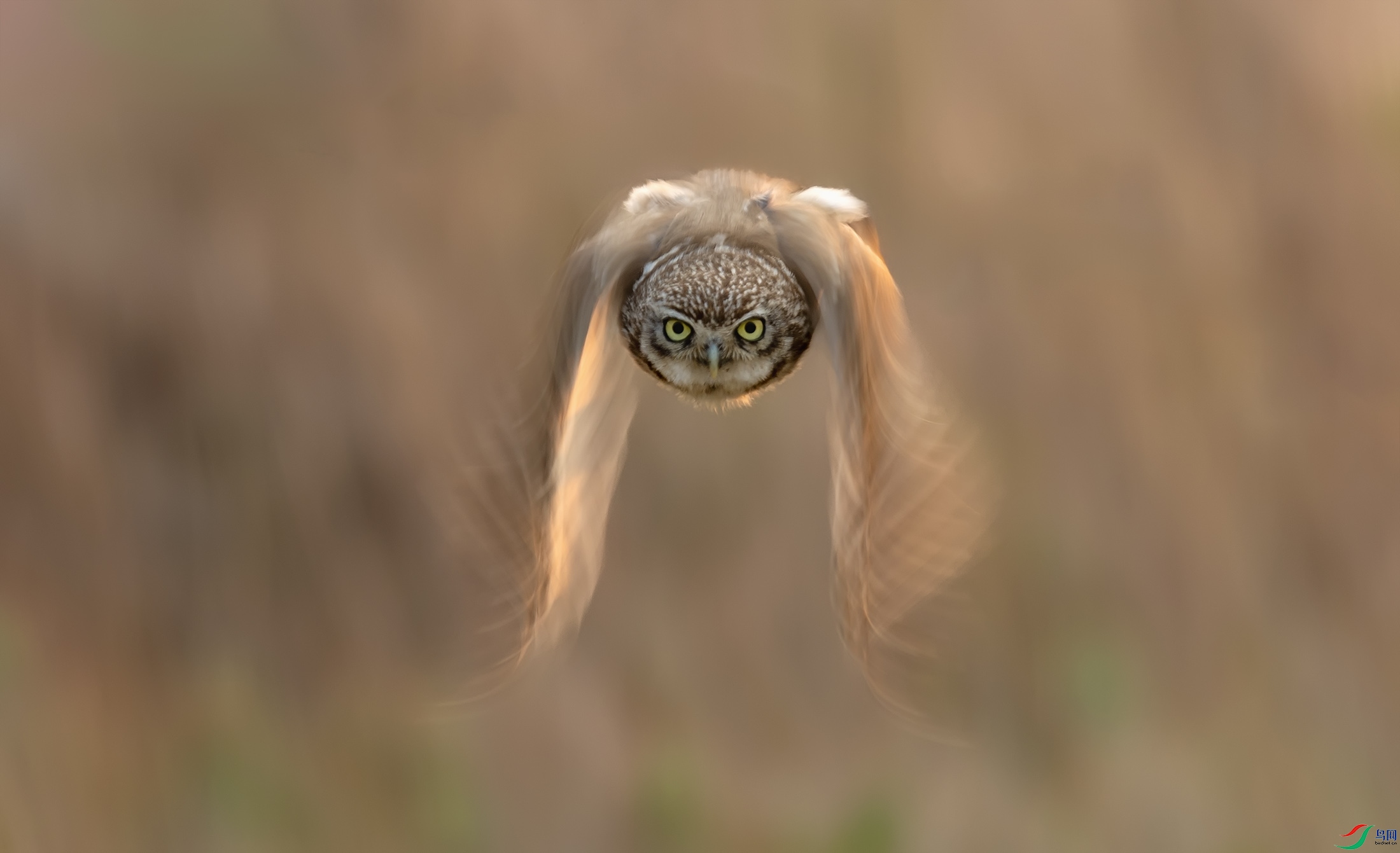 ���Ƹ�С�^