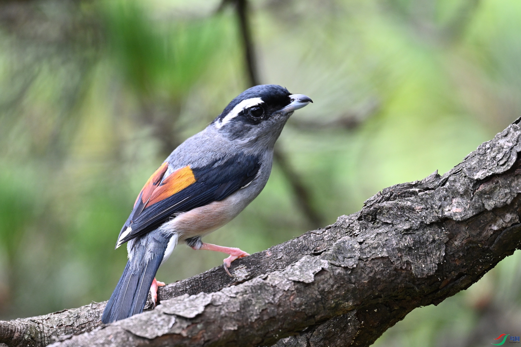 DSC_1505.JPG
