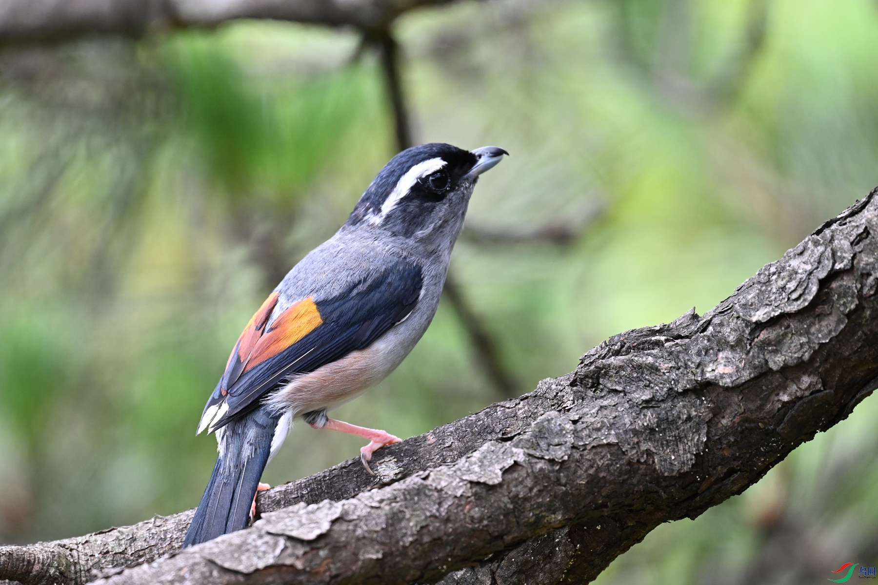 DSC_1515.JPG