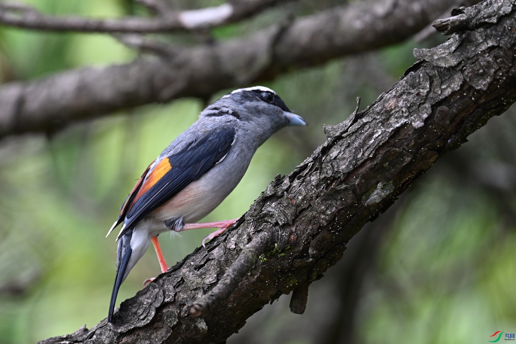 DSC_1484.JPG