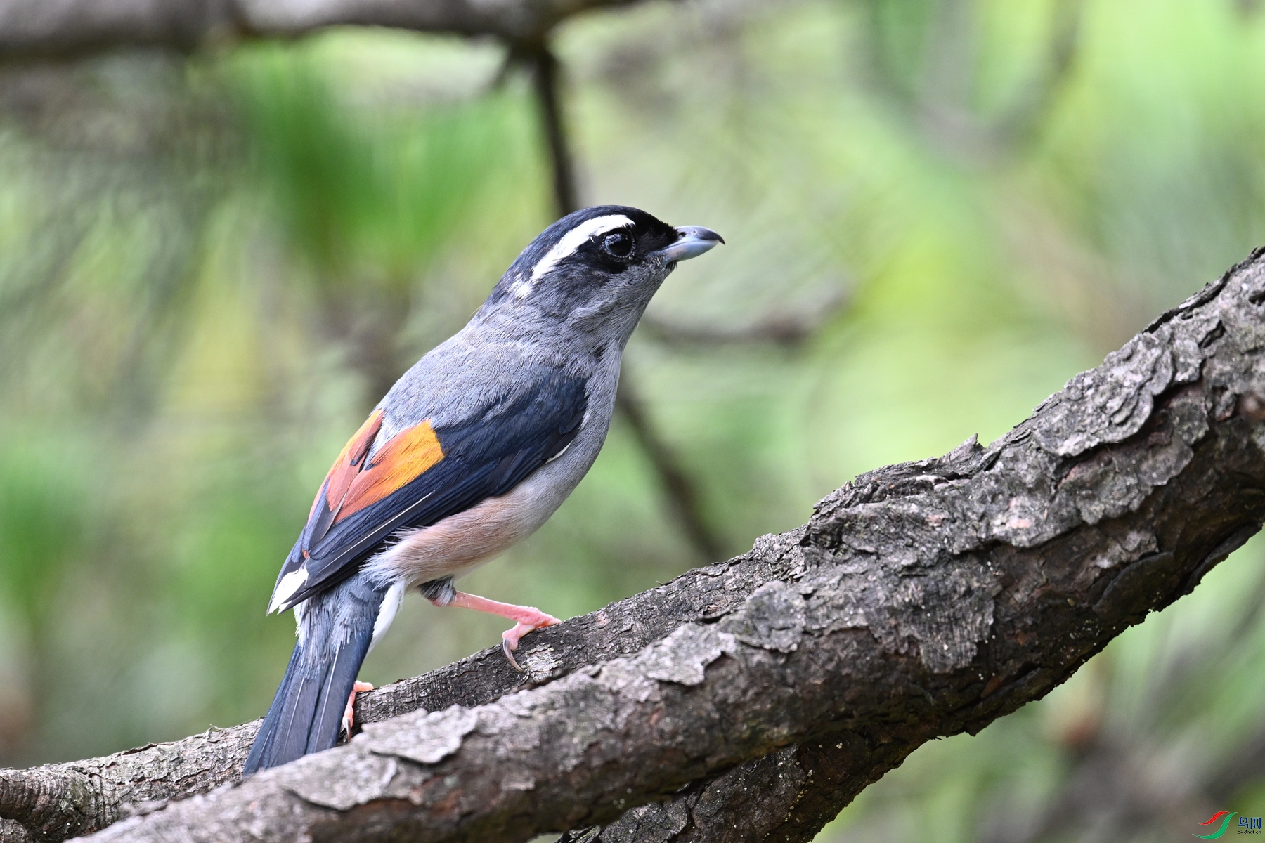 DSC_1513.JPG