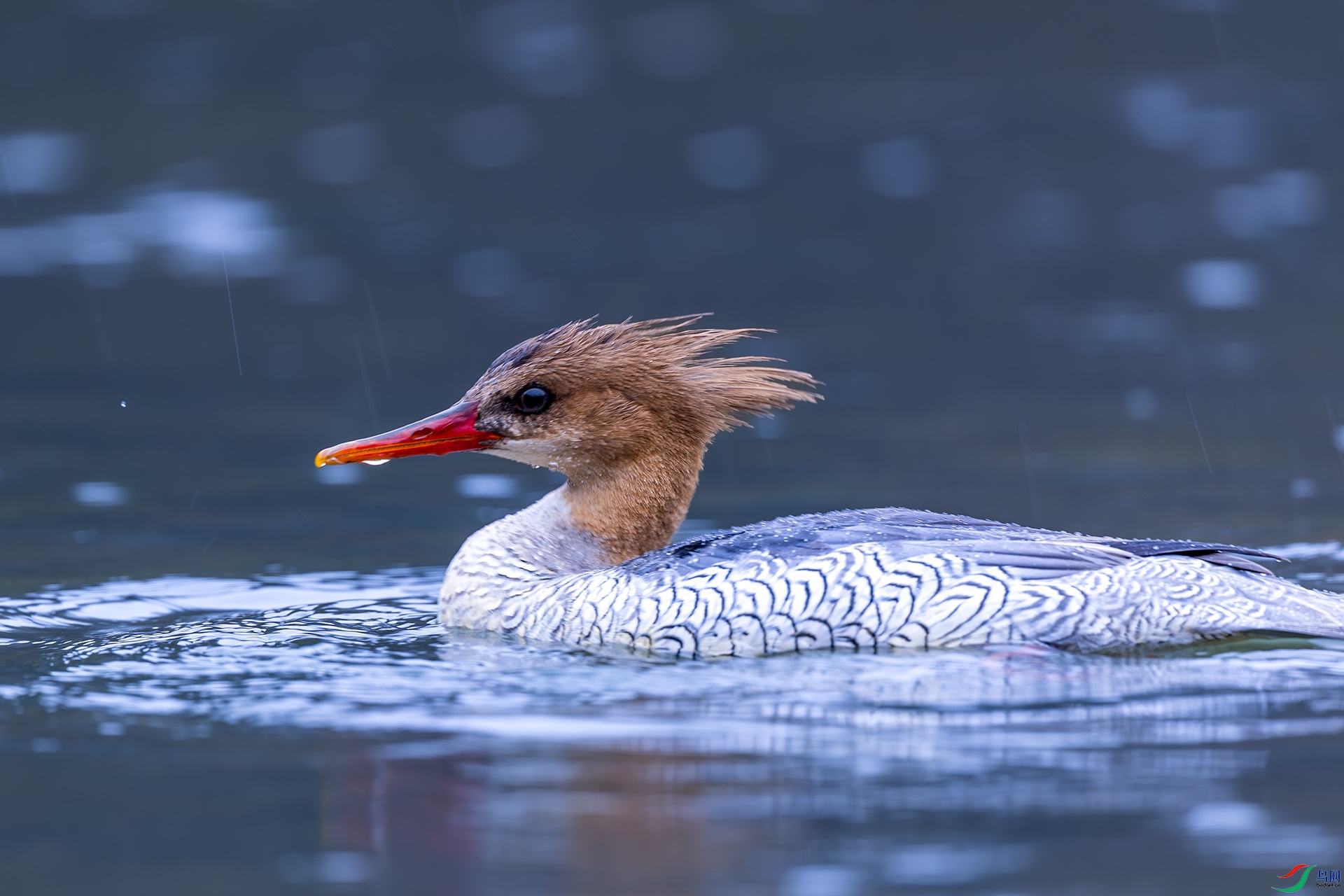 _F9A1770 ����.jpg