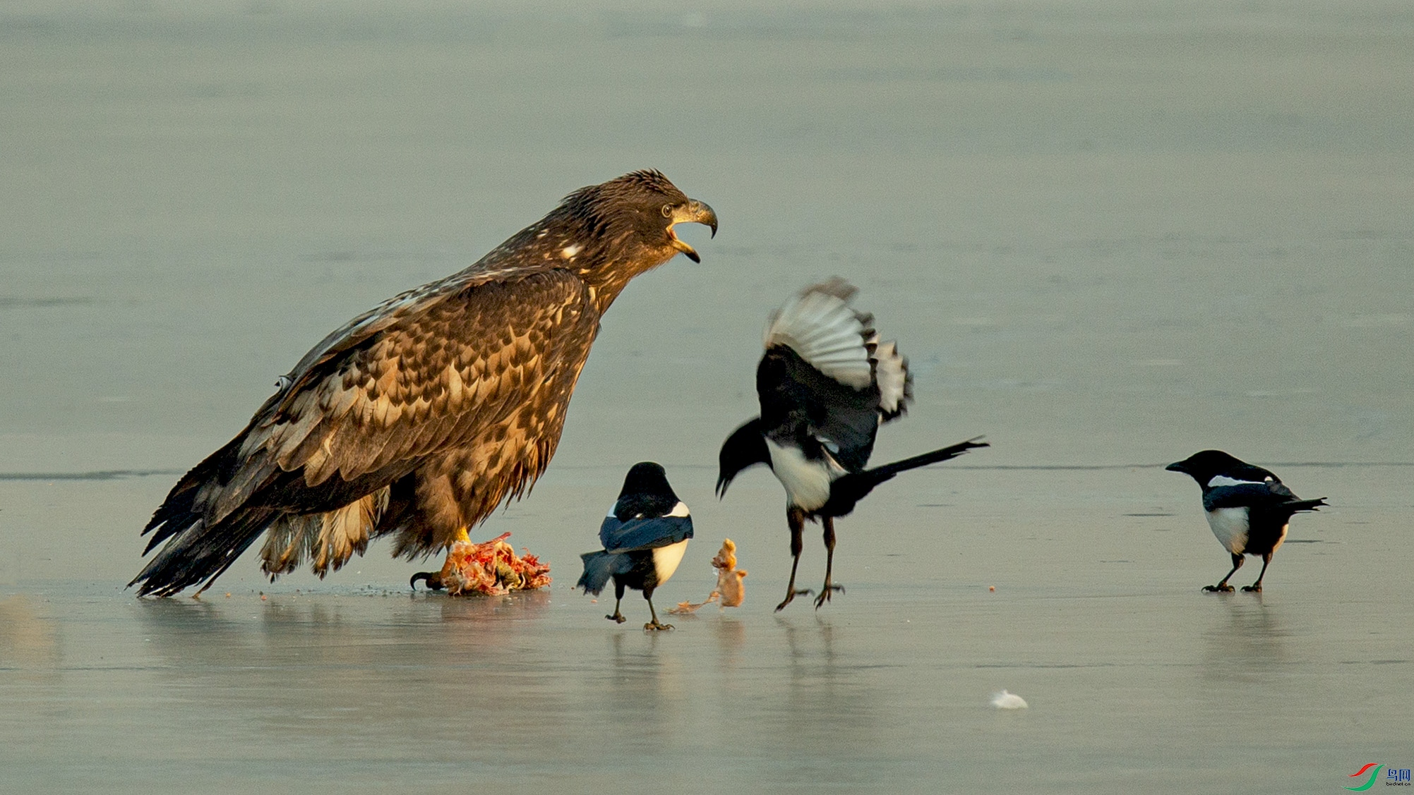 _MG_0451 ����.jpg