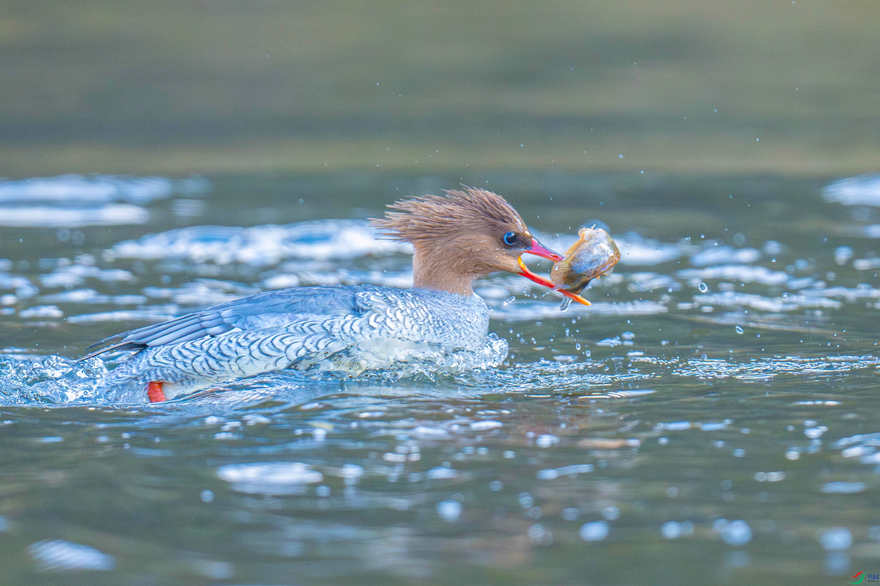 �л���ɳѼ (5).jpg