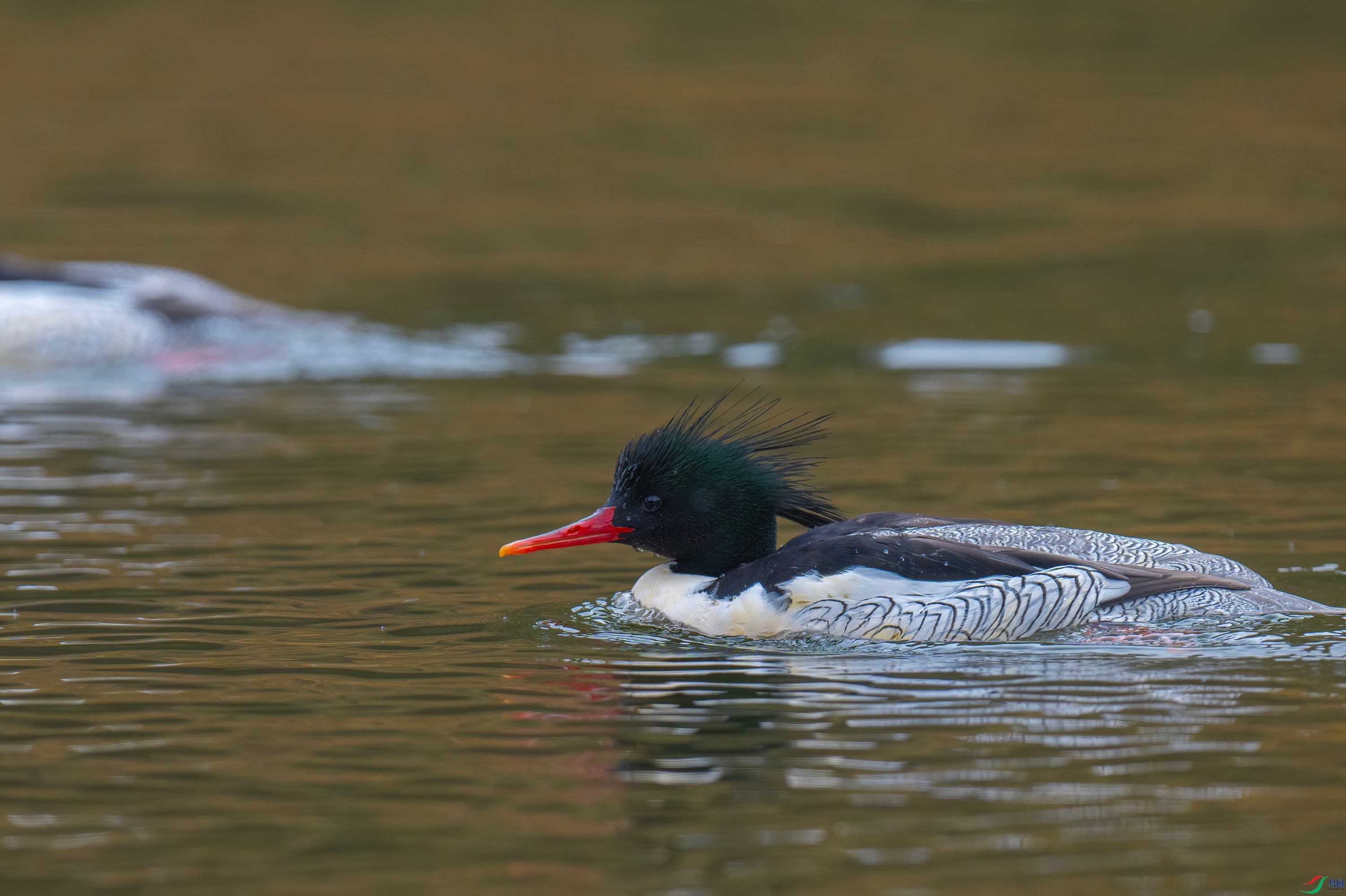 �л���ɳѼ (10).jpg