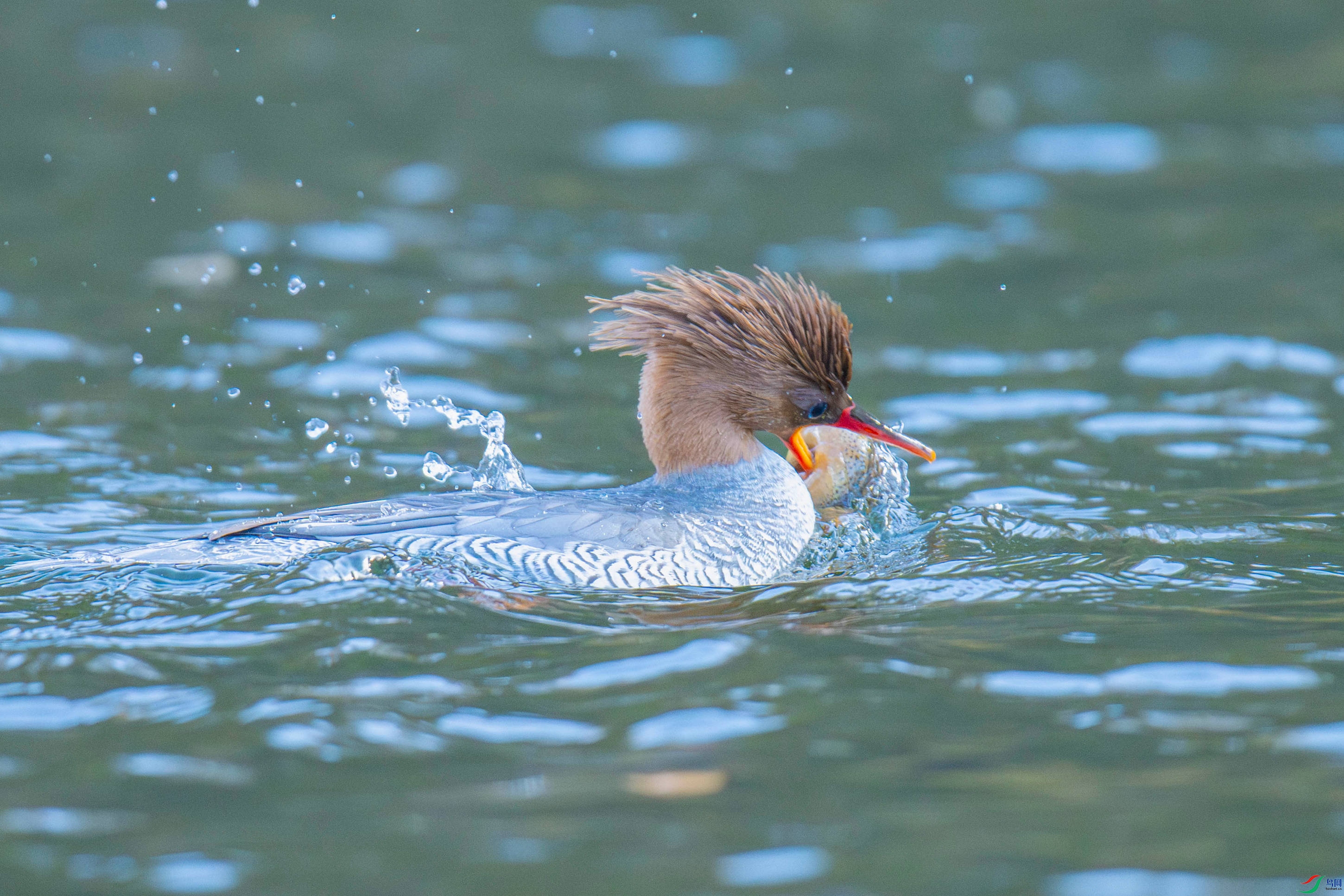 �л���ɳѼ (15).jpg