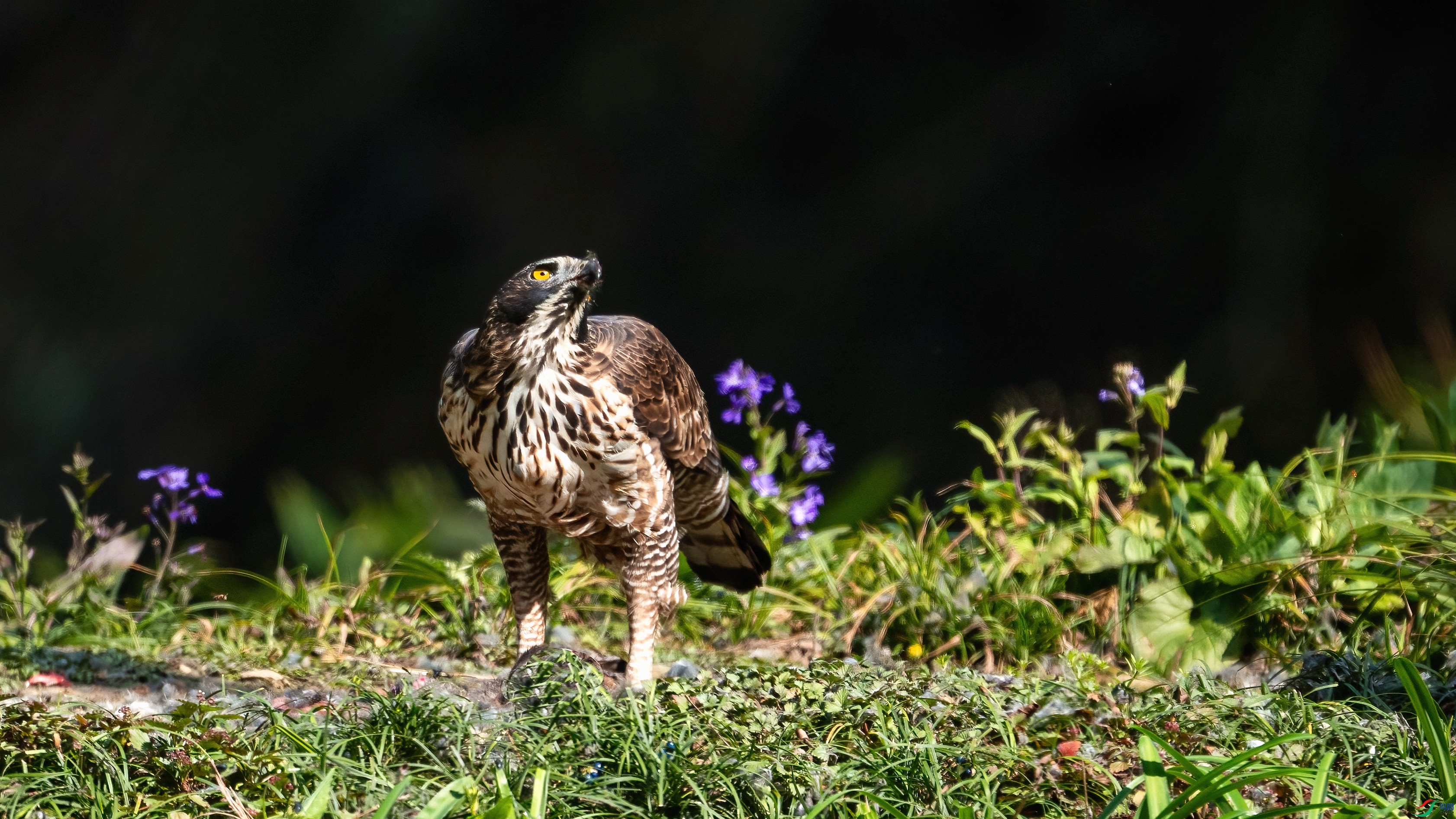 _DSC6650.jpg
