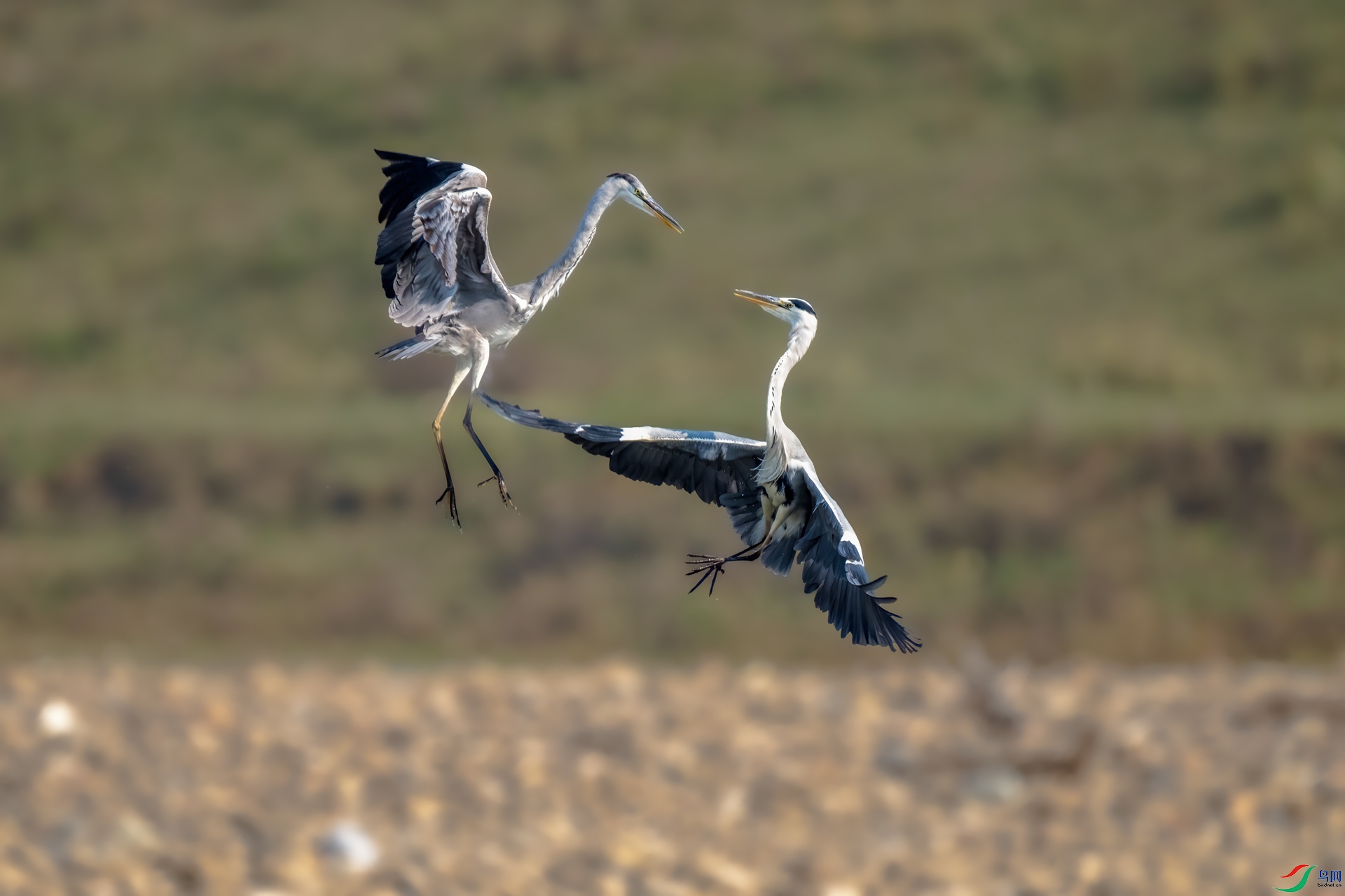 DSC_1479.jpg