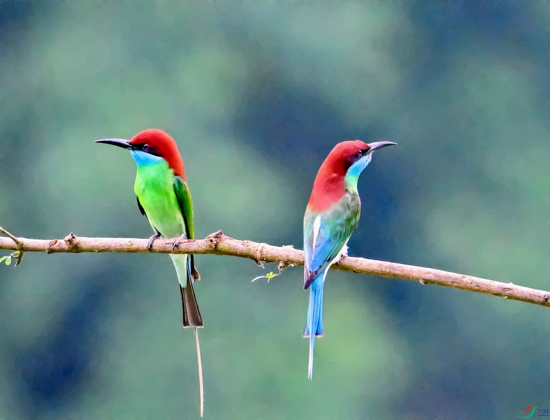 DSC_2146---_conew1.jpg