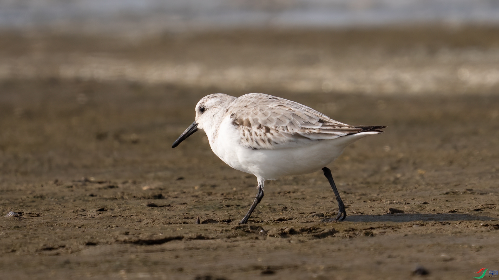 DSC01198 ����.jpg