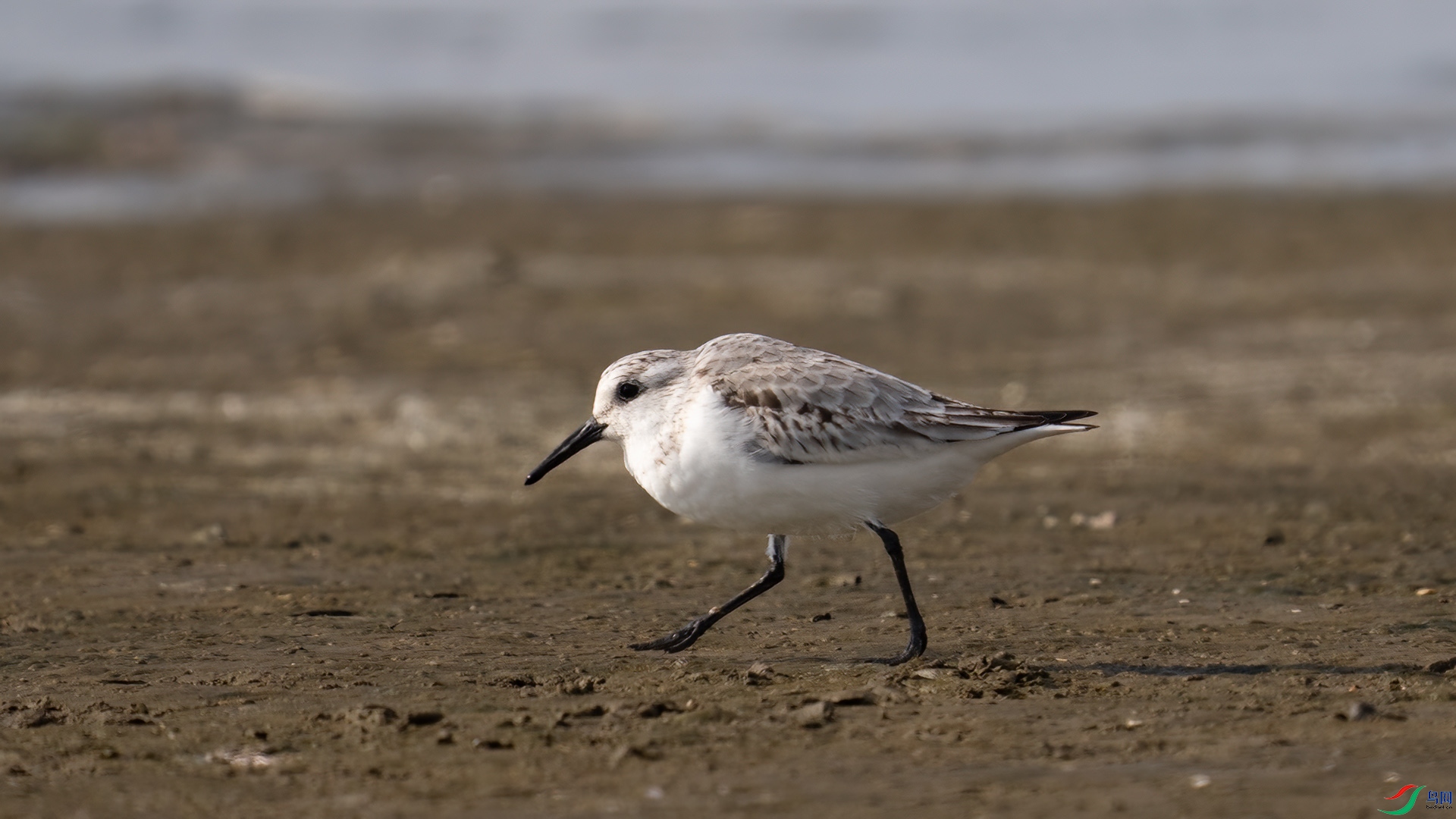 DSC01203 ����.jpg