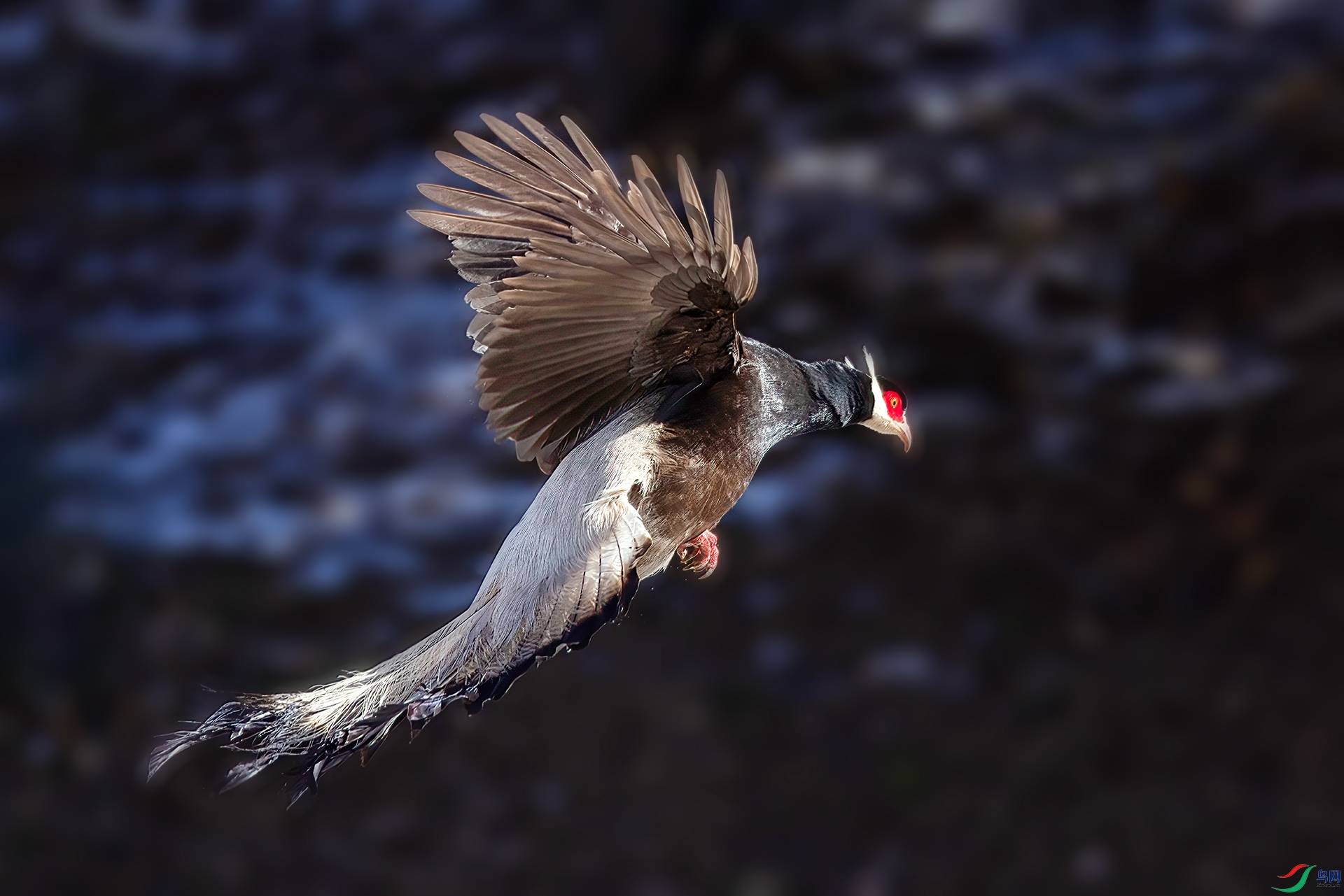 _07A1537 ����-Sh----1 .jpg