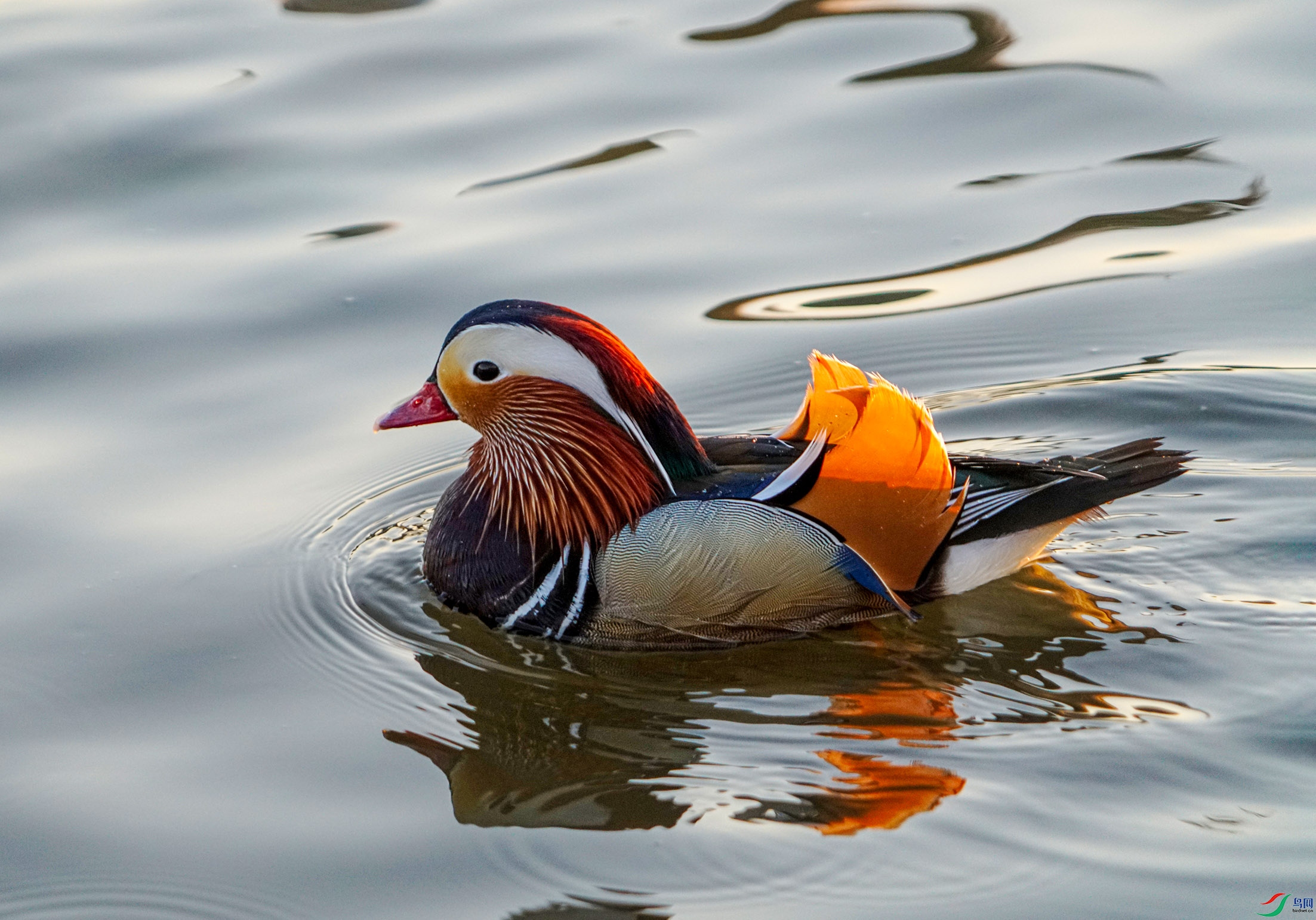 DSC01884 ����.jpg