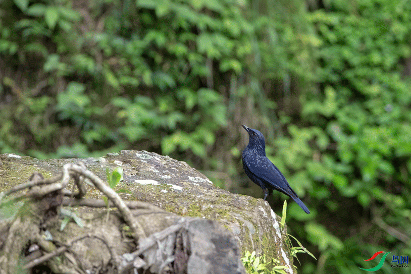 IMG_9900.gif