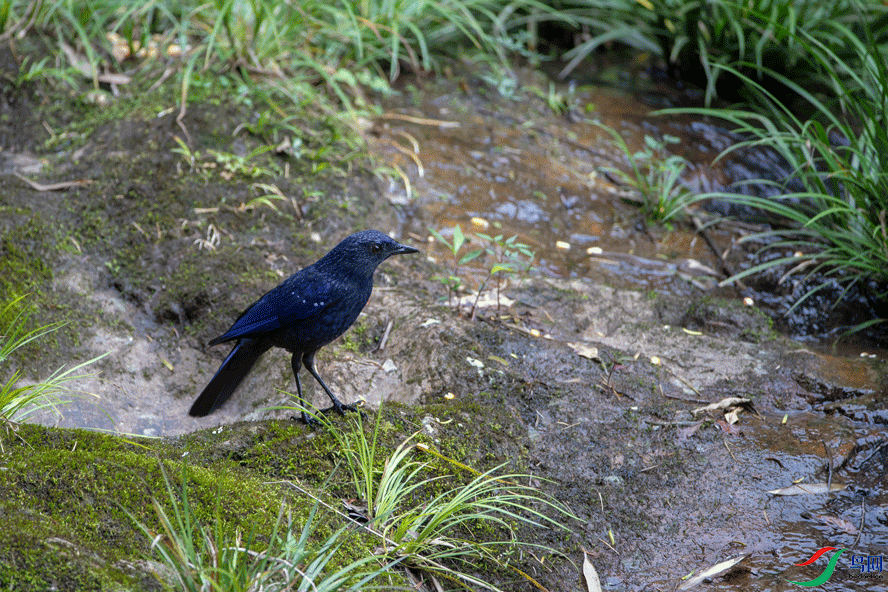 IMG_0115.gif