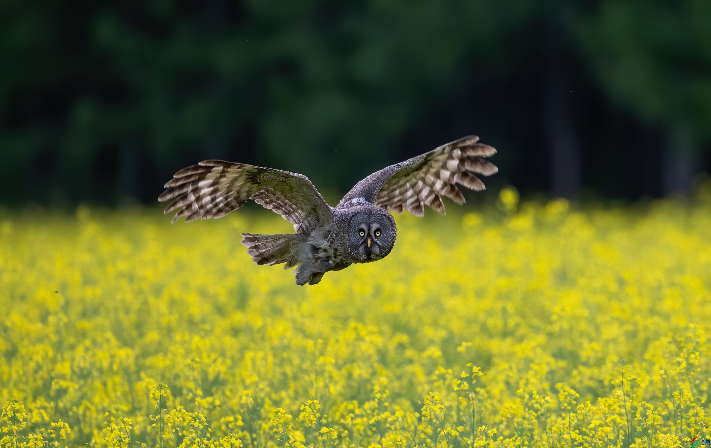 DSC_4434-1.jpg