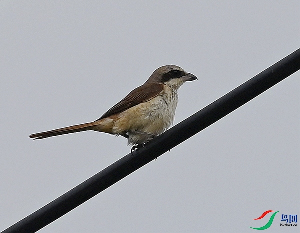 DSC_2177.JPG