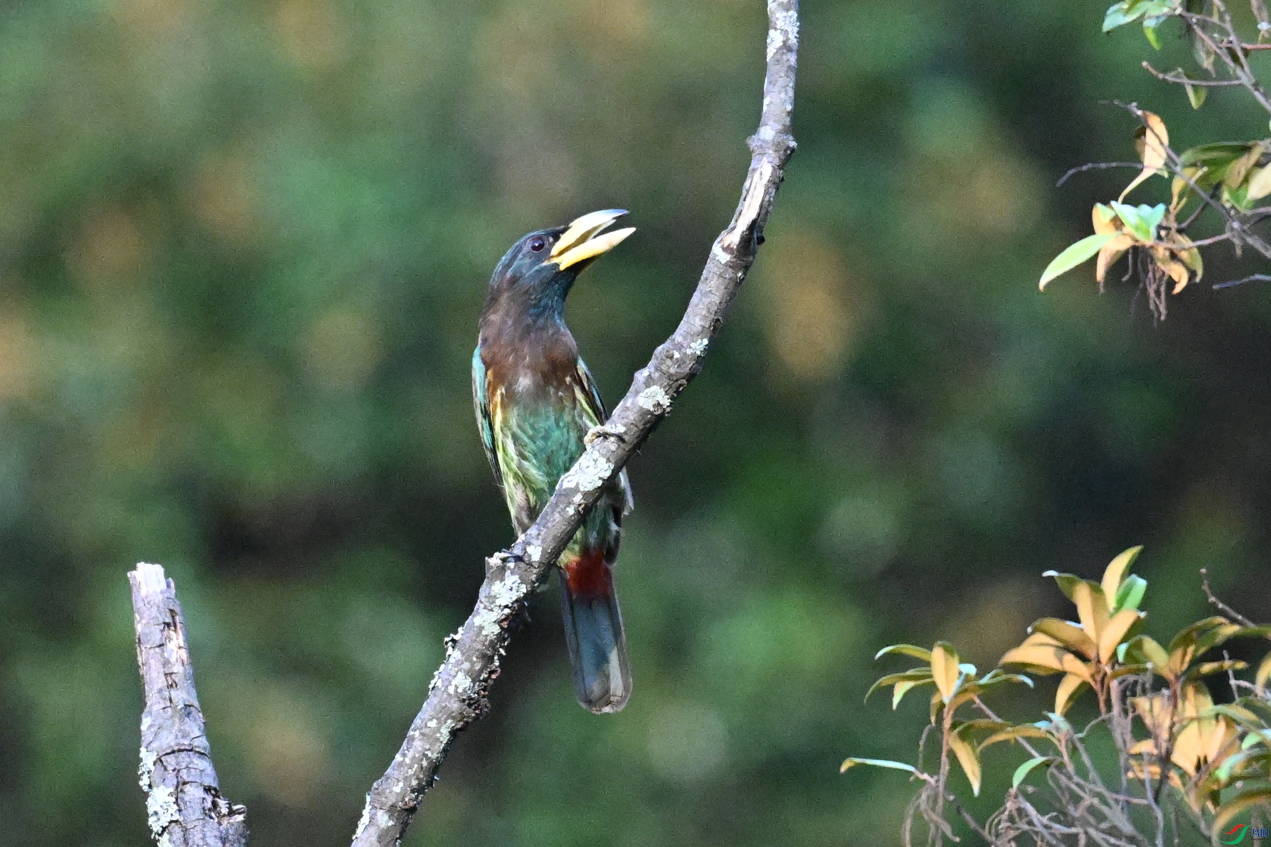 DSC_2515.JPG
